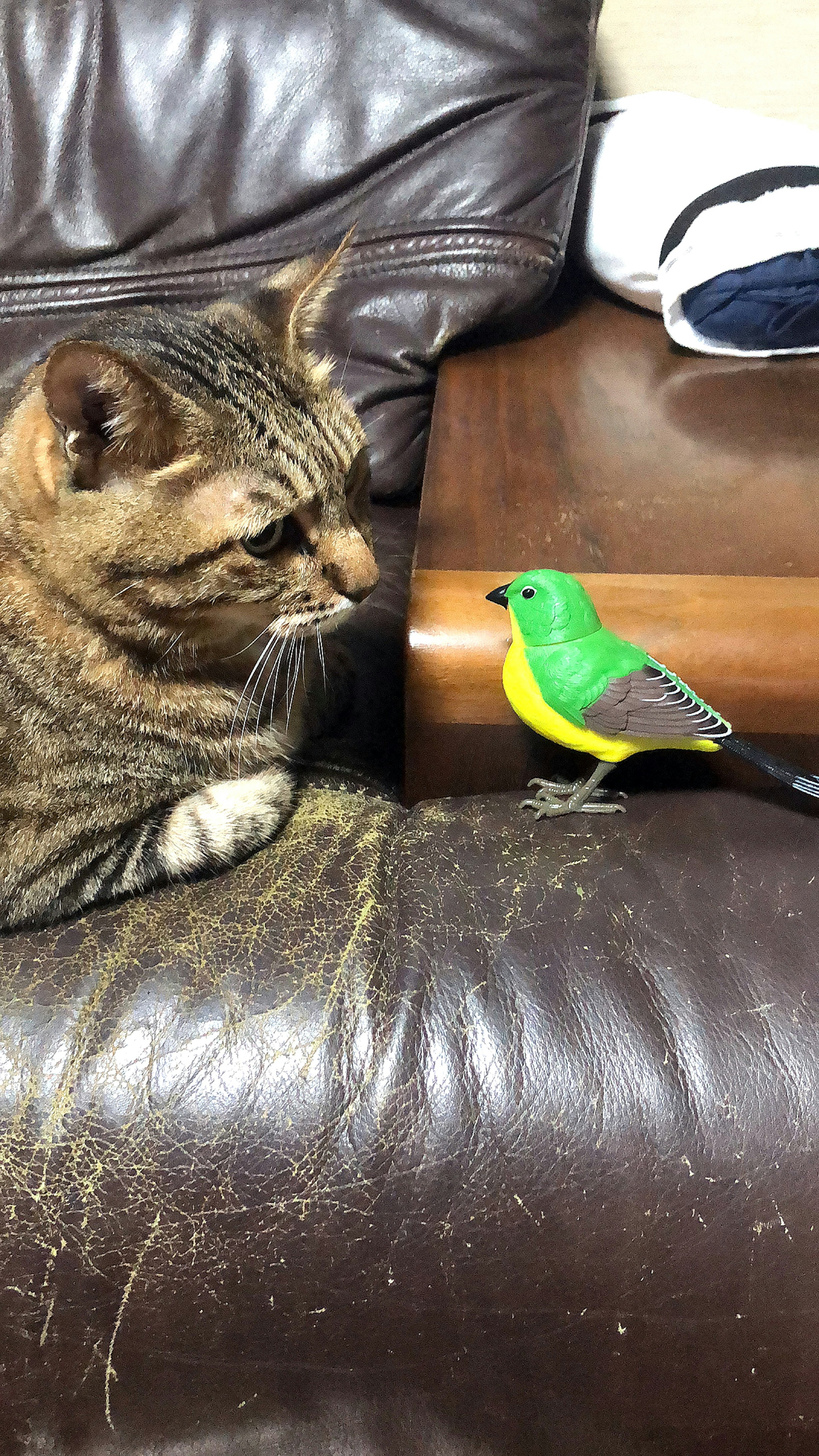 A cat staring at a green bird on a couch