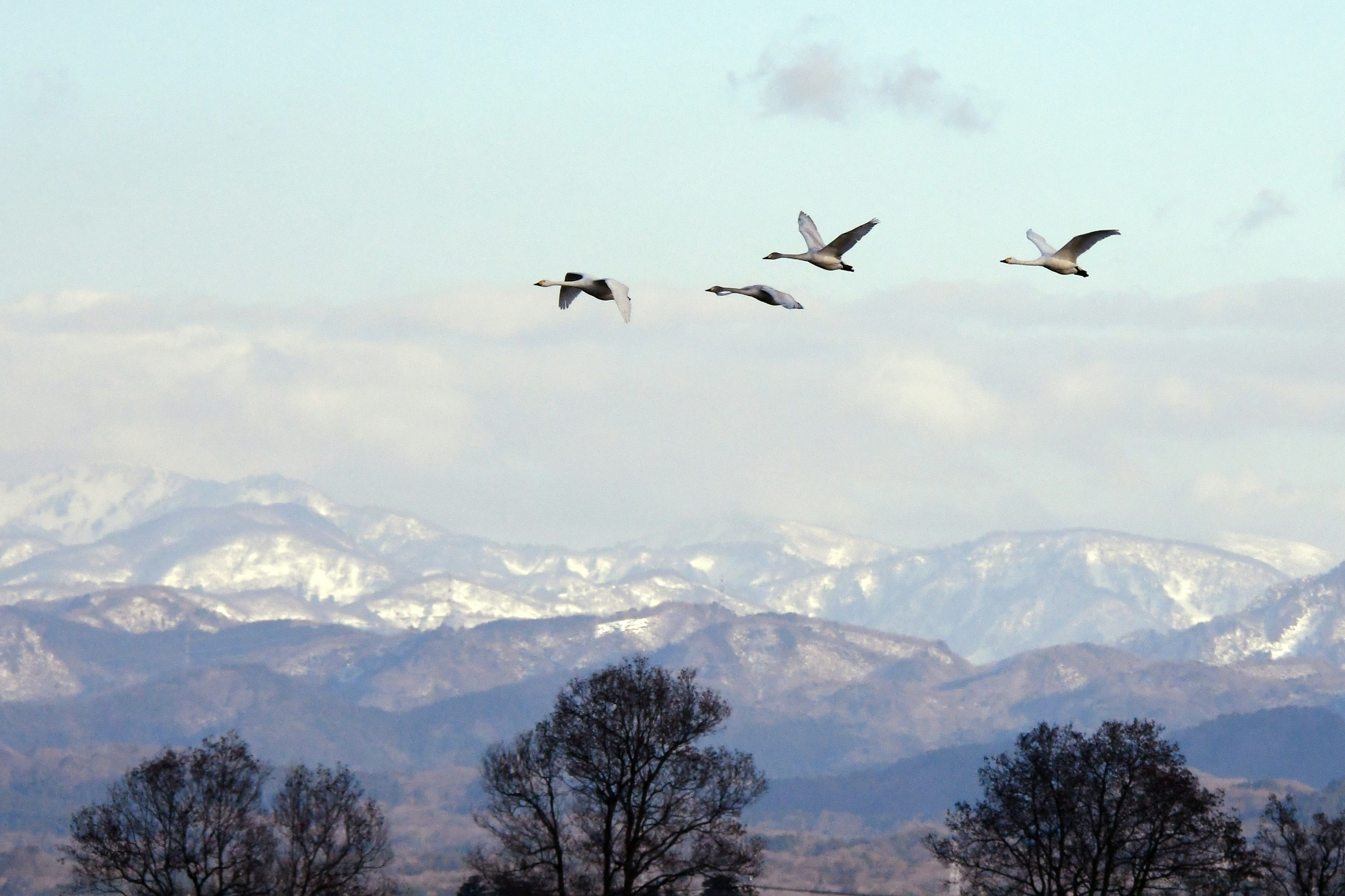 A flock of cranes flying against a backdrop of snowy mountains and a blue sky