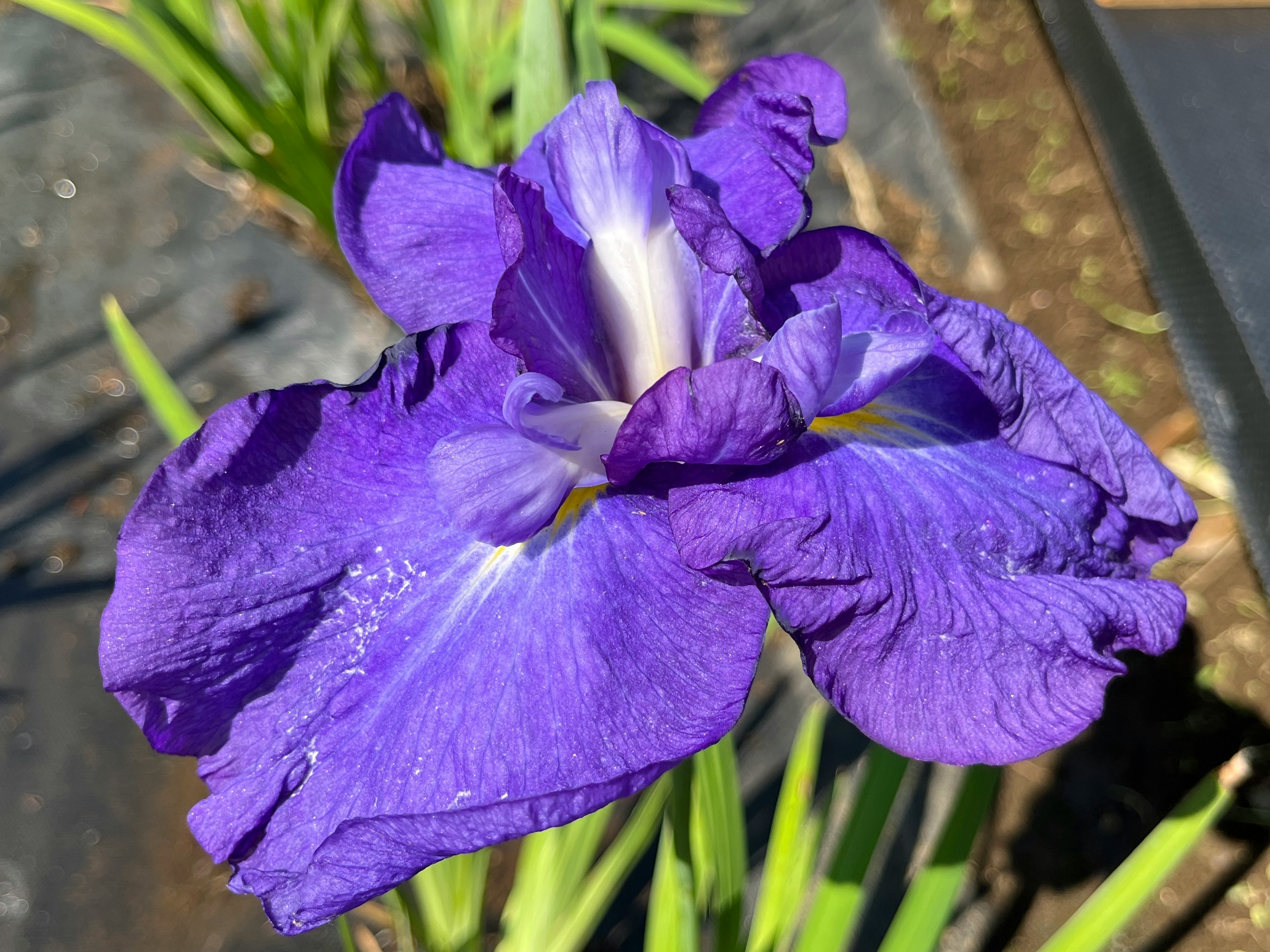 Vibrant purple iris flower in bloom