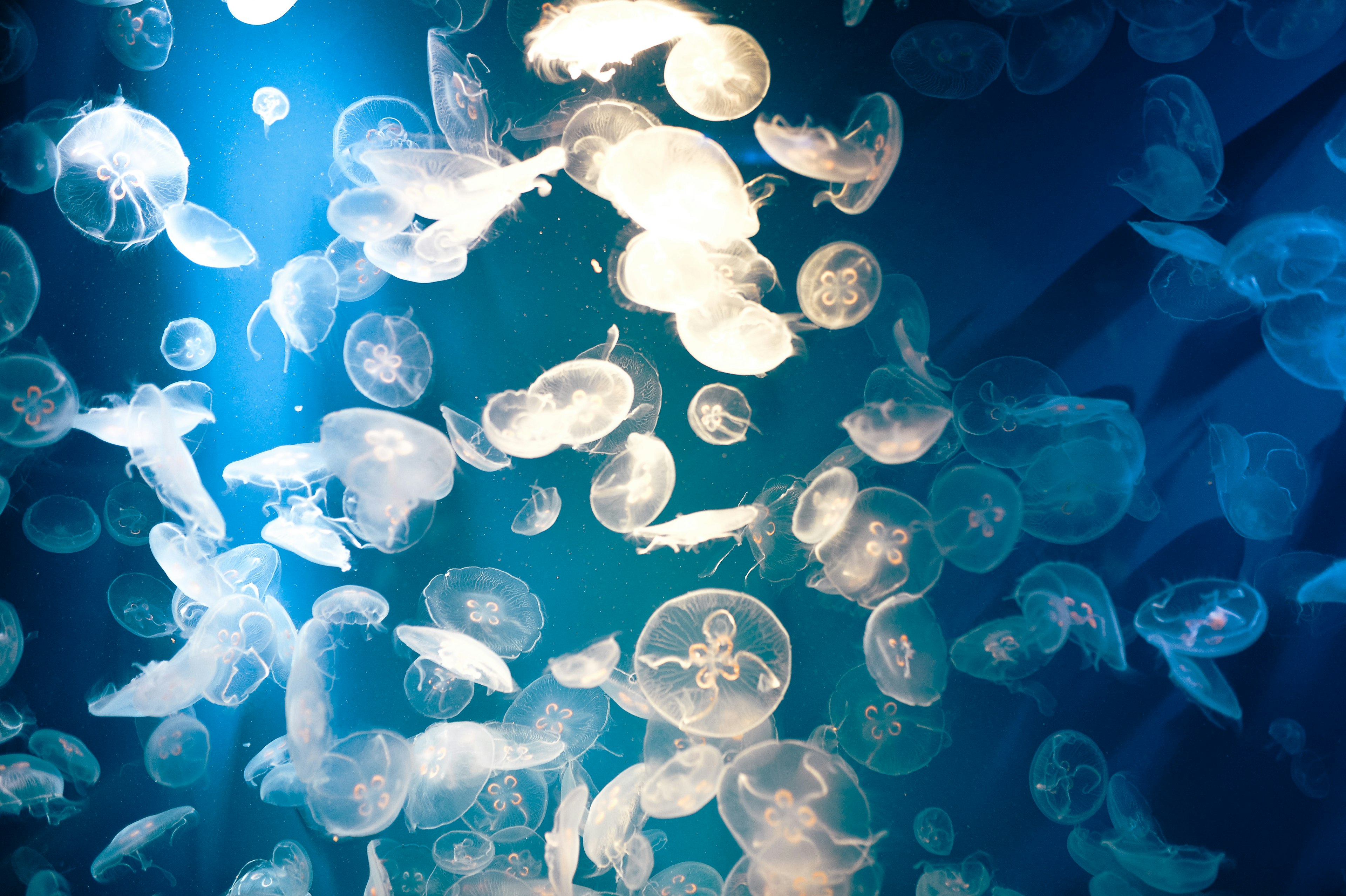 Una escena fascinante de medusas flotando en un fondo azul