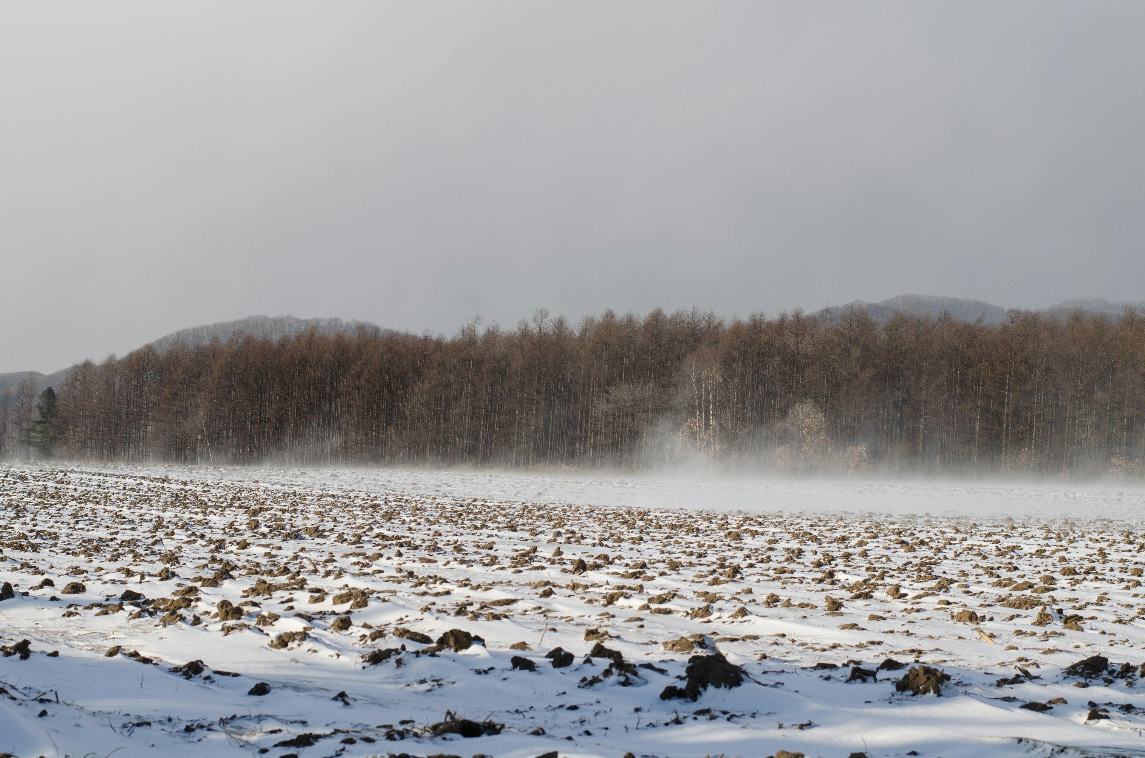 Weitläufiges, verschneites Ackerland mit Bäumen in der Ferne