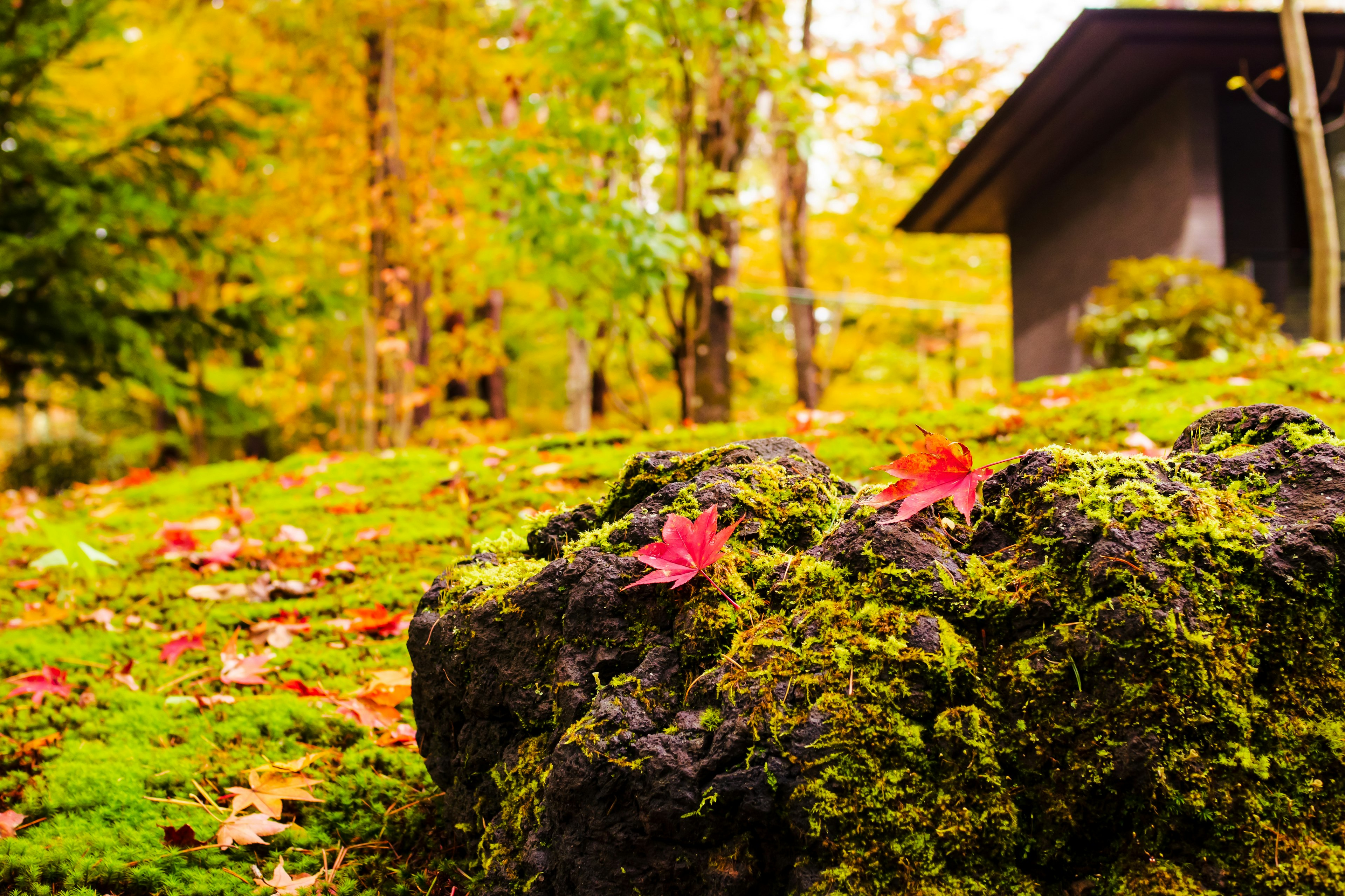 Paysage d'automne avec une roche couverte de mousse et des feuilles d'érable tombées