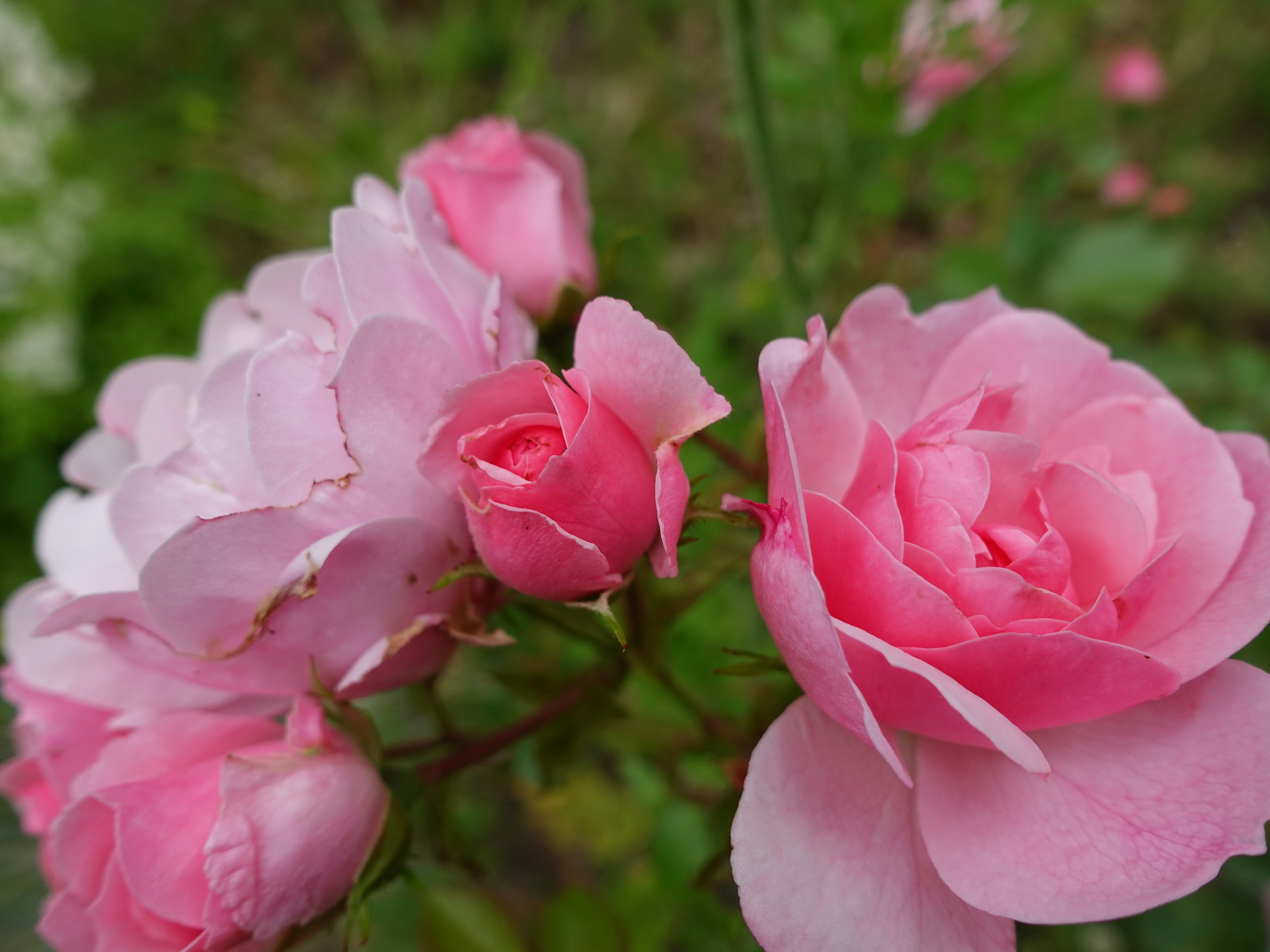 Gros plan de roses roses en fleurs