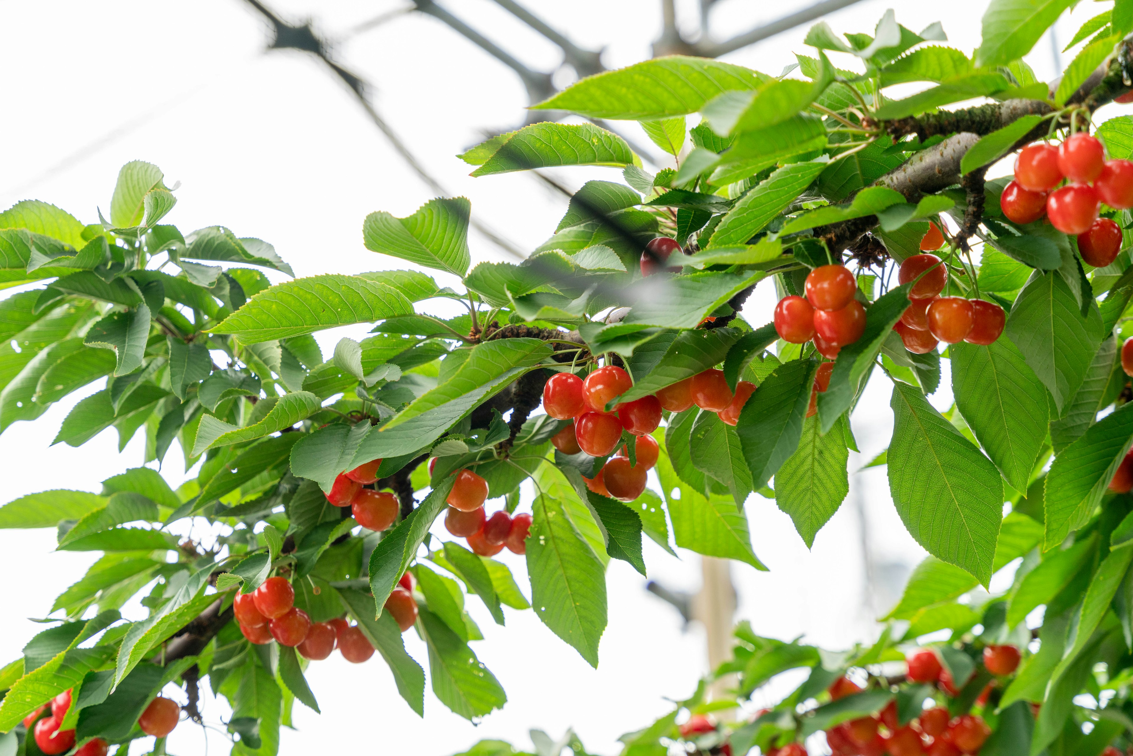 近距離拍攝的帶有綠色葉子和紅色水果的樹枝