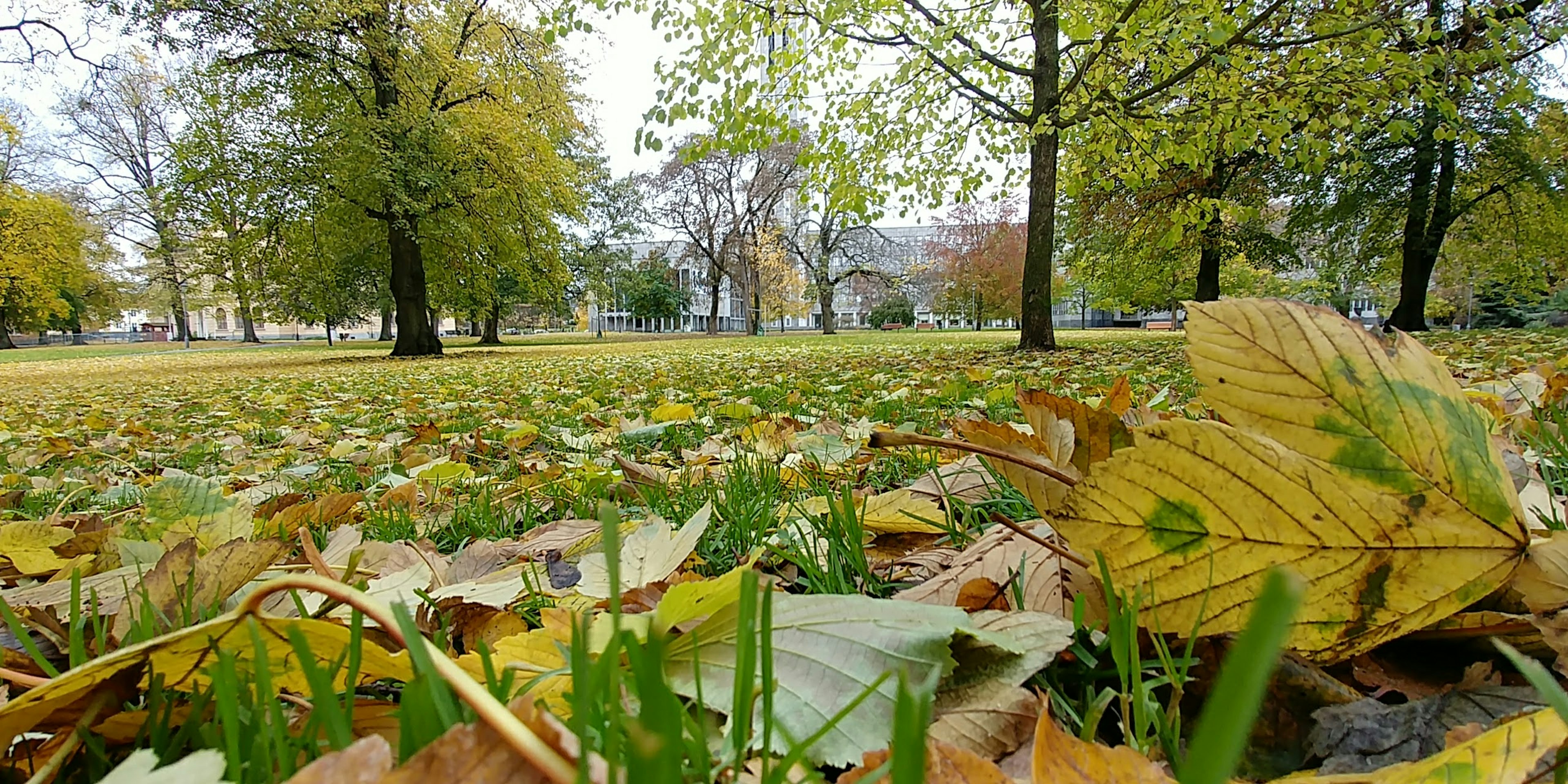 秋天公園中散落在綠色草地上的黃色樹葉