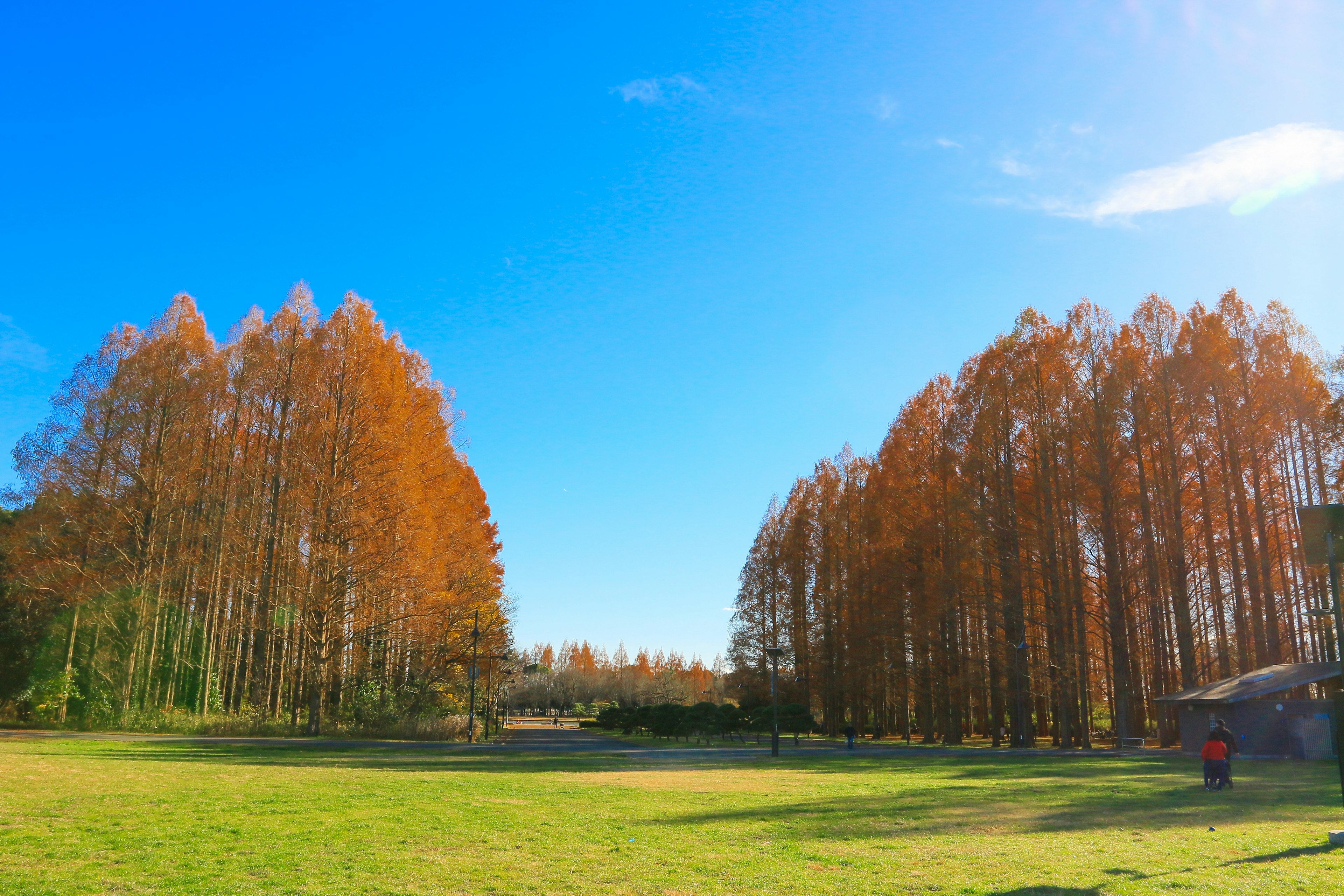 青い空とオレンジ色の木々が広がる風景