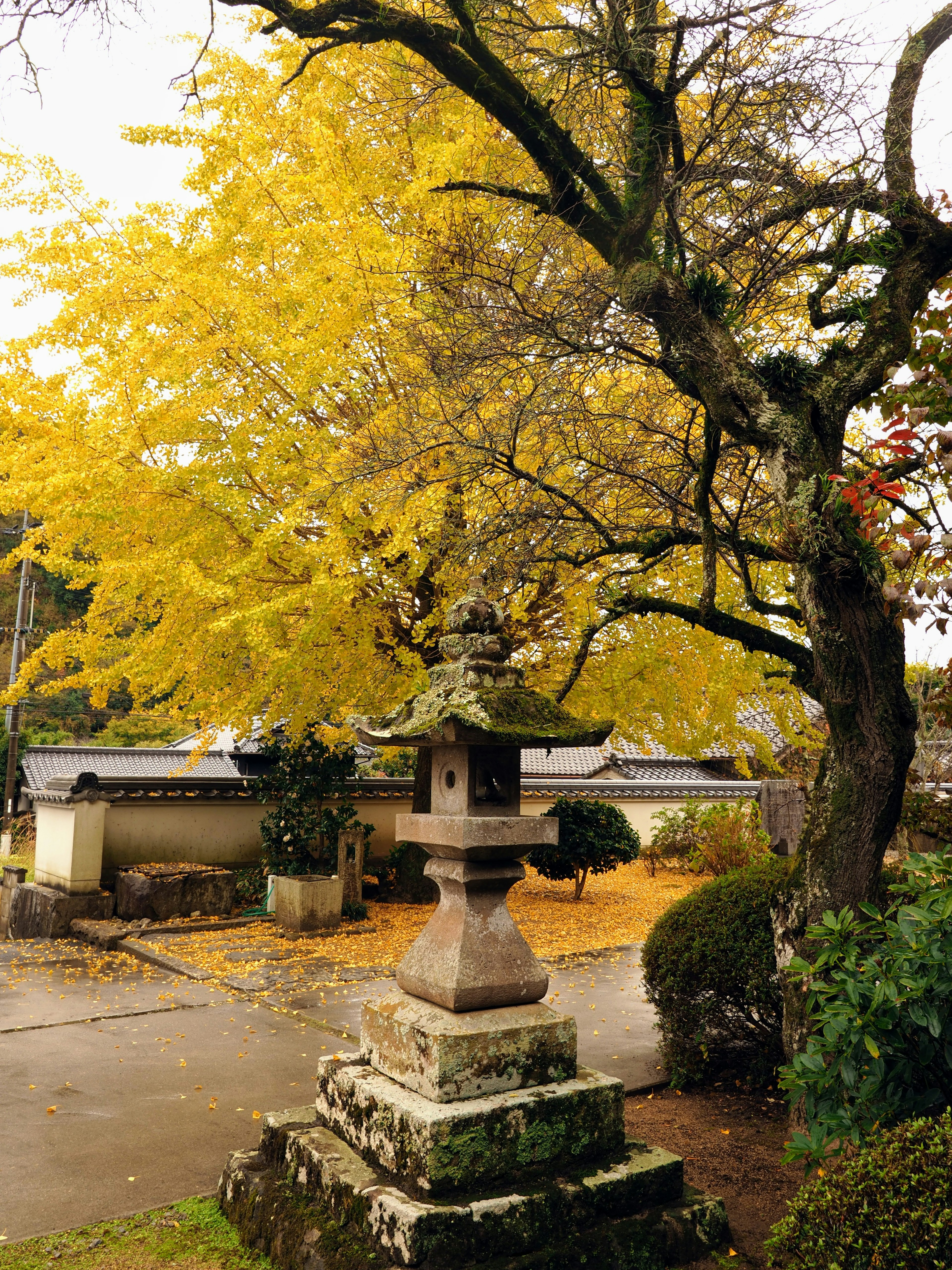 Lanterna di pietra circondata da un albero di ginkgo giallo vibrante in autunno