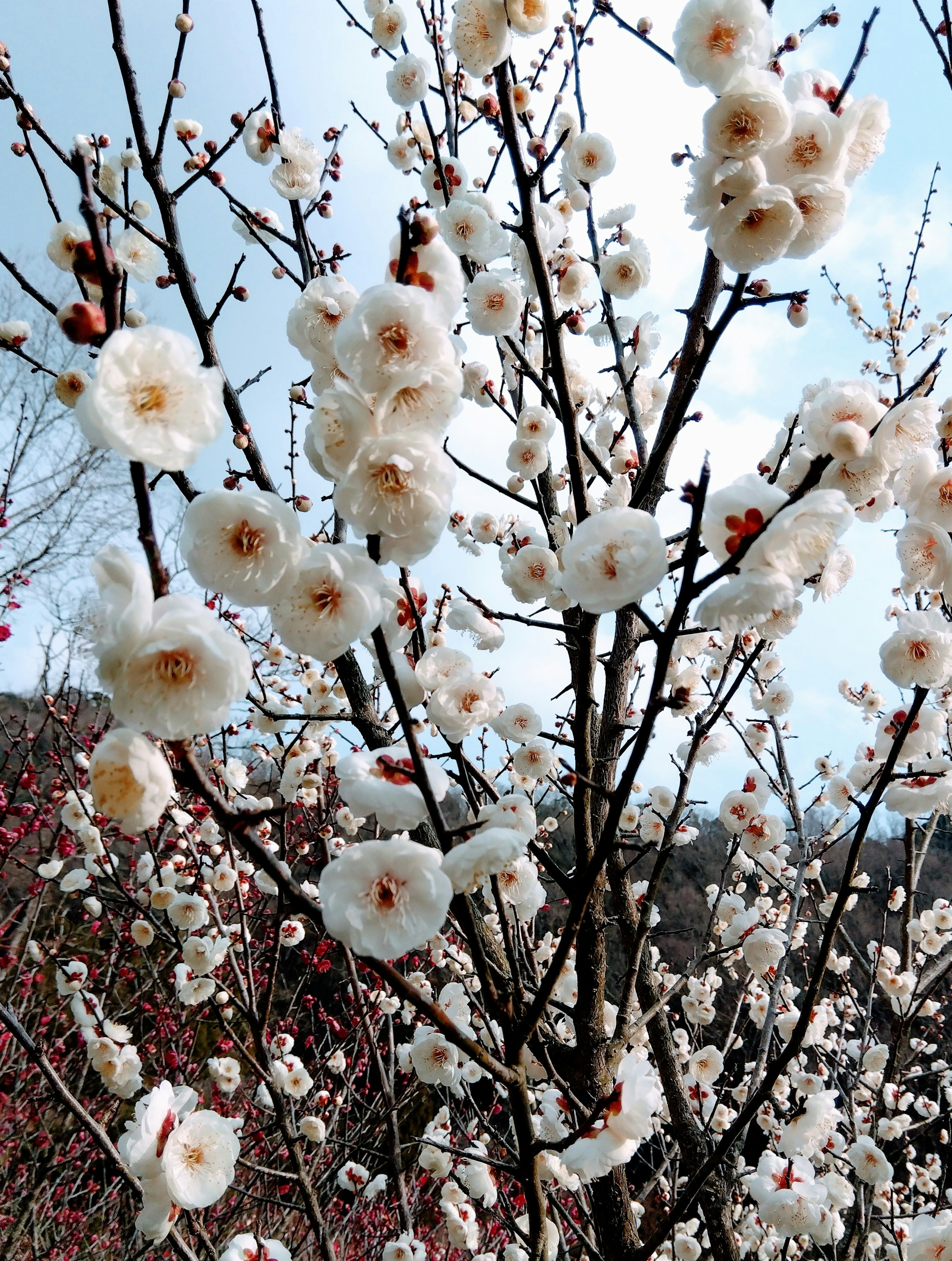 白い花が咲く梅の木の近接写真