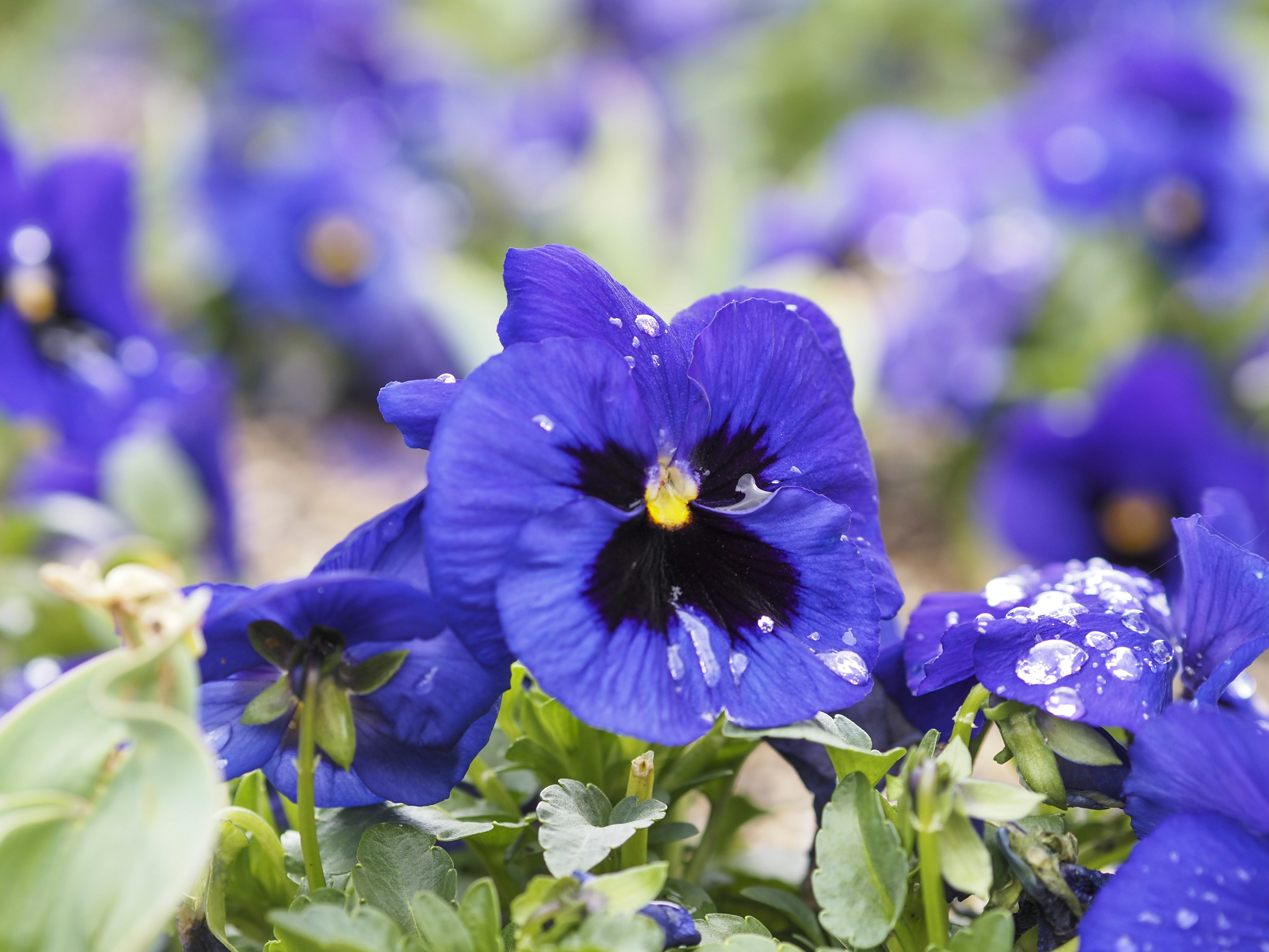 Bunga pansy biru cerah sedang mekar