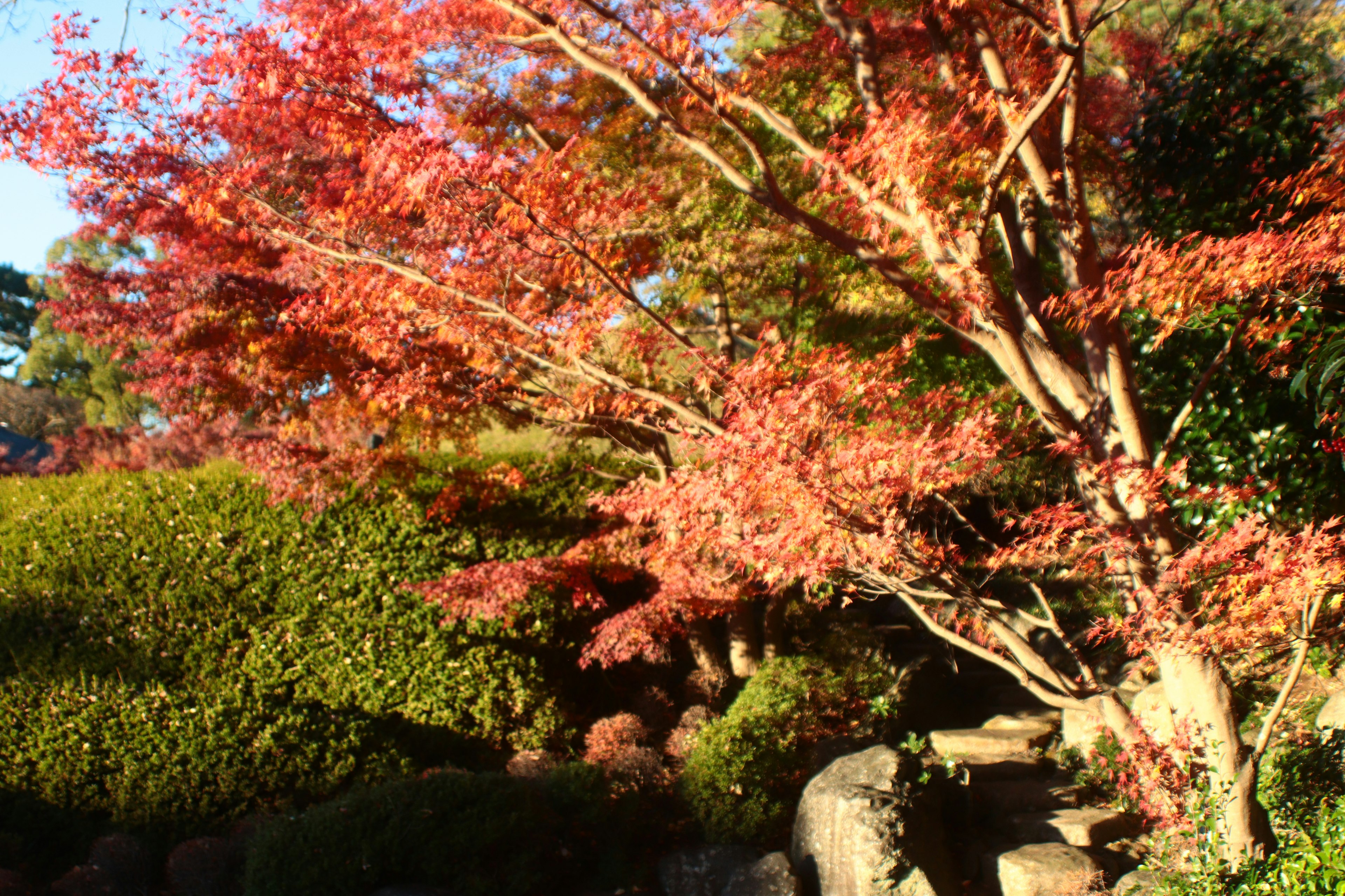 Follaje otoñal vibrante en un jardín japonés