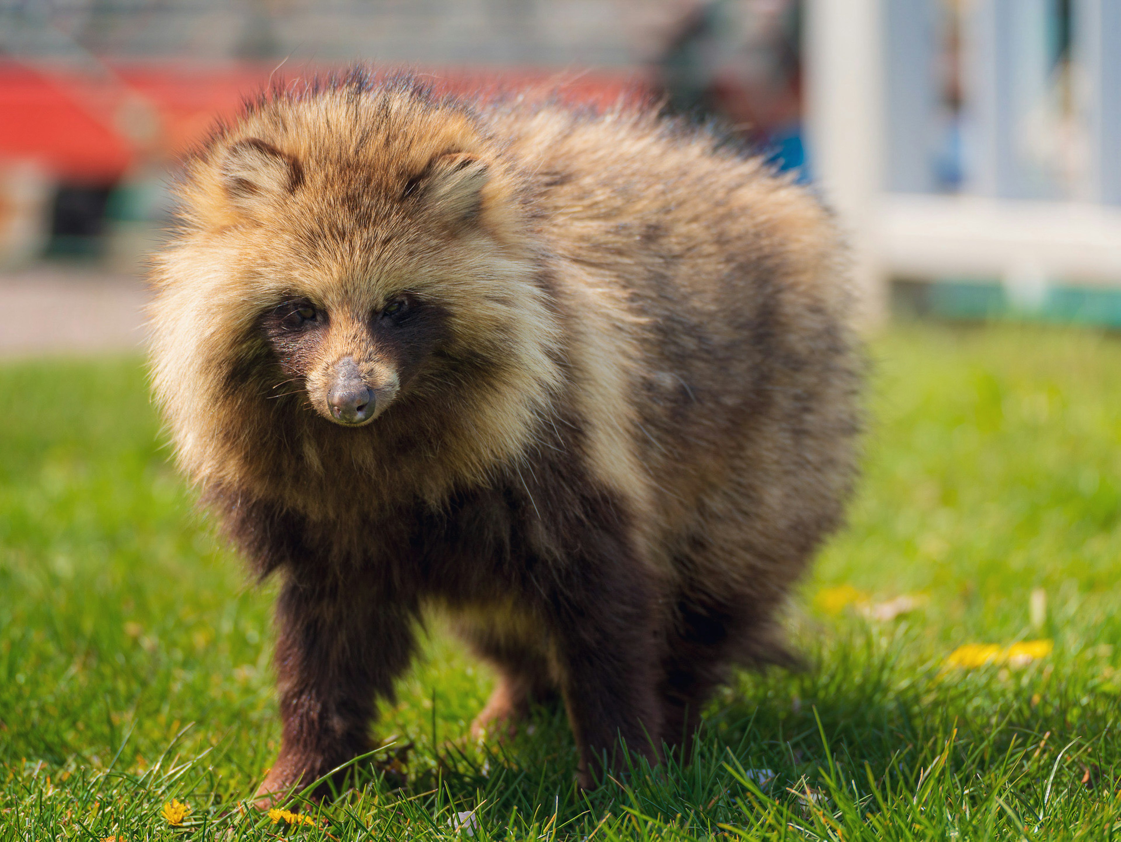 草の上に立っている毛むくじゃらの動物