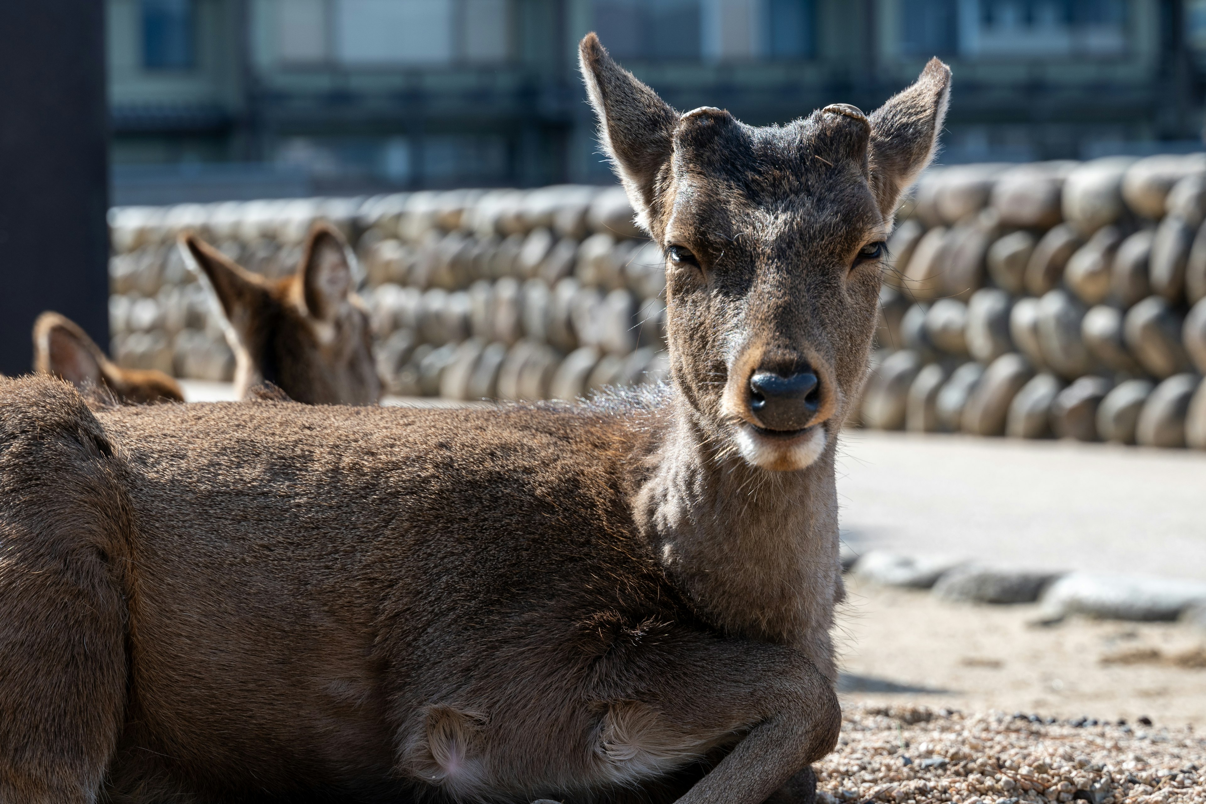 Un cerf se reposant paisiblement avec un mur de pierres en arrière-plan