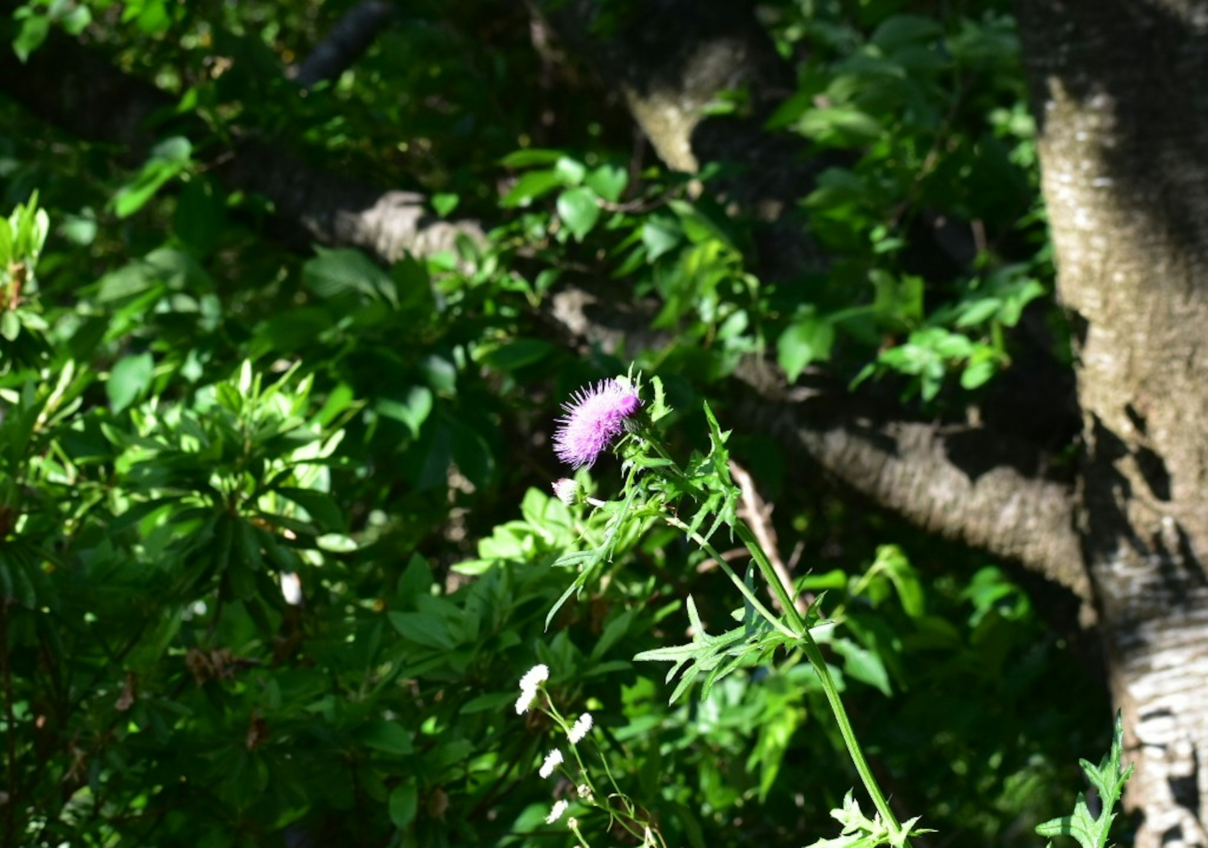 緑の葉に囲まれた紫色の花が咲いている