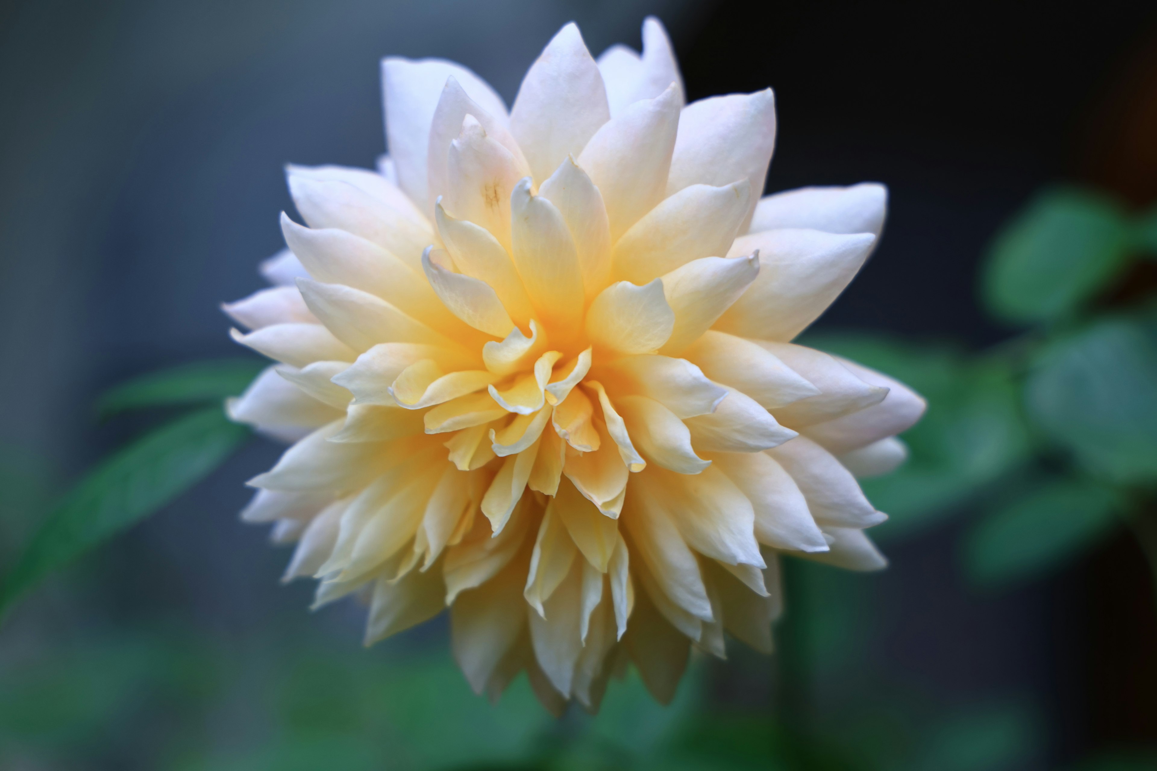 Acercamiento de una hermosa flor amarilla pálida en flor