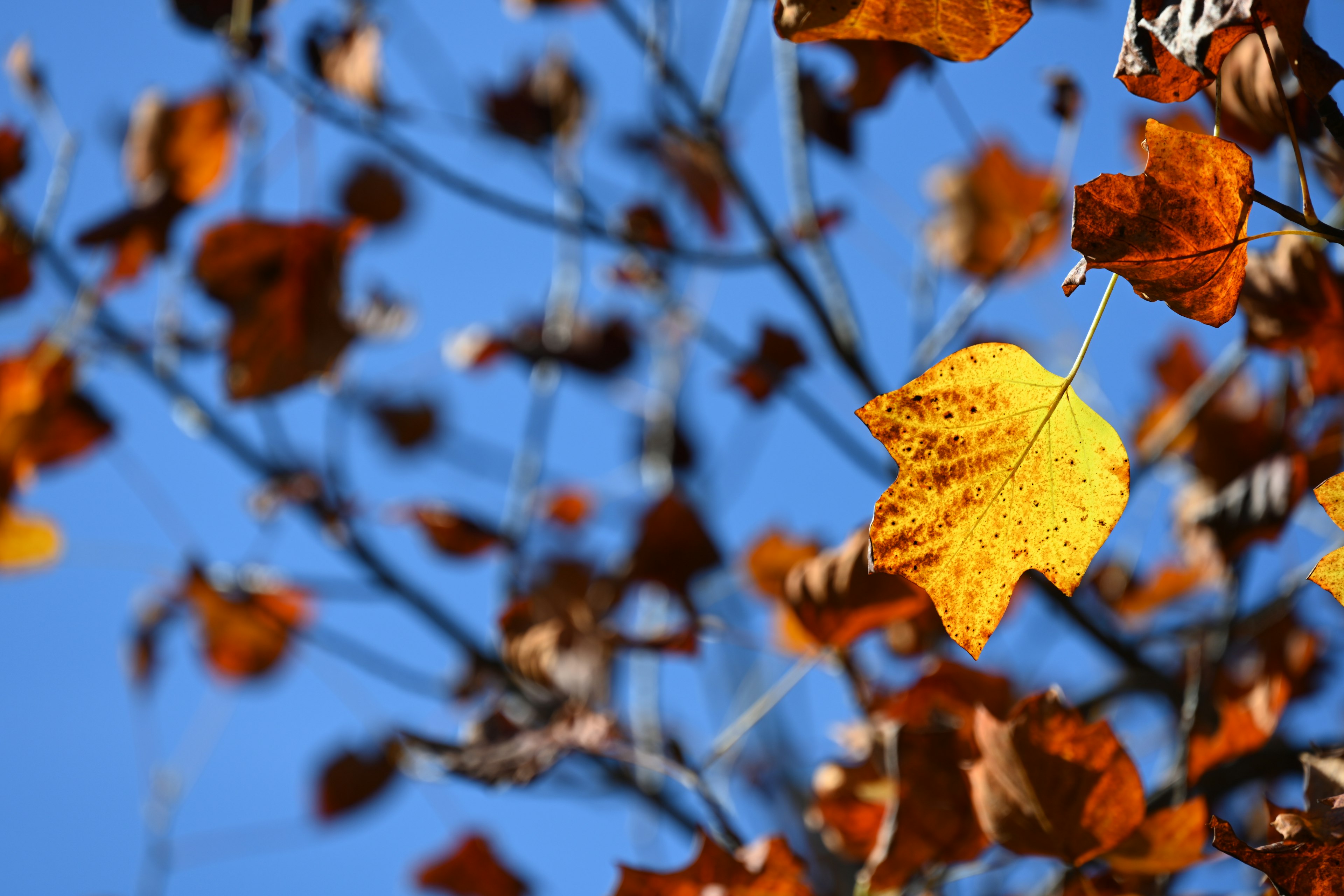 Äste eines Baumes mit orangefarbenen und gelben Blättern vor blauem Himmel