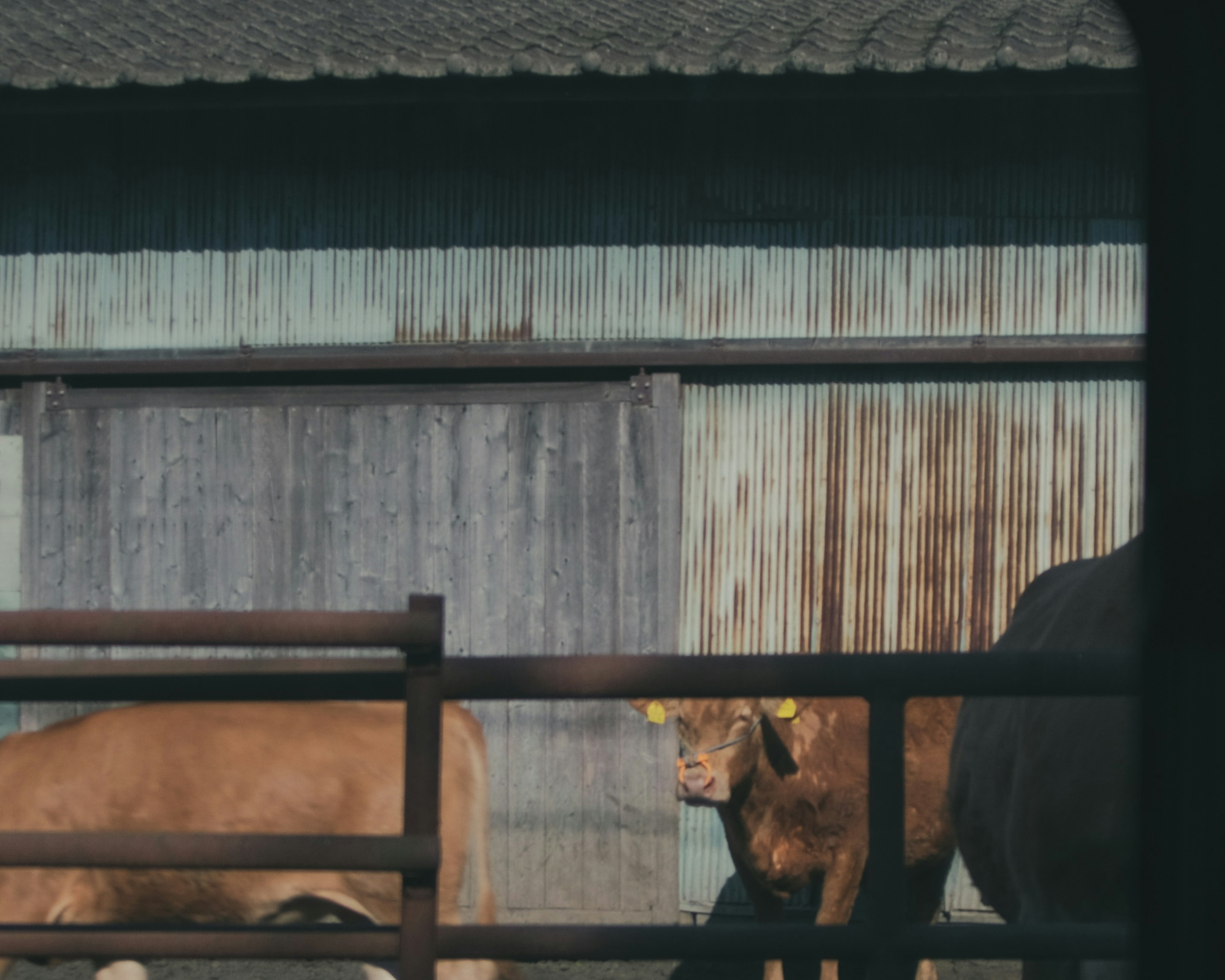 Cows near an old barn with soft light illuminating the scene