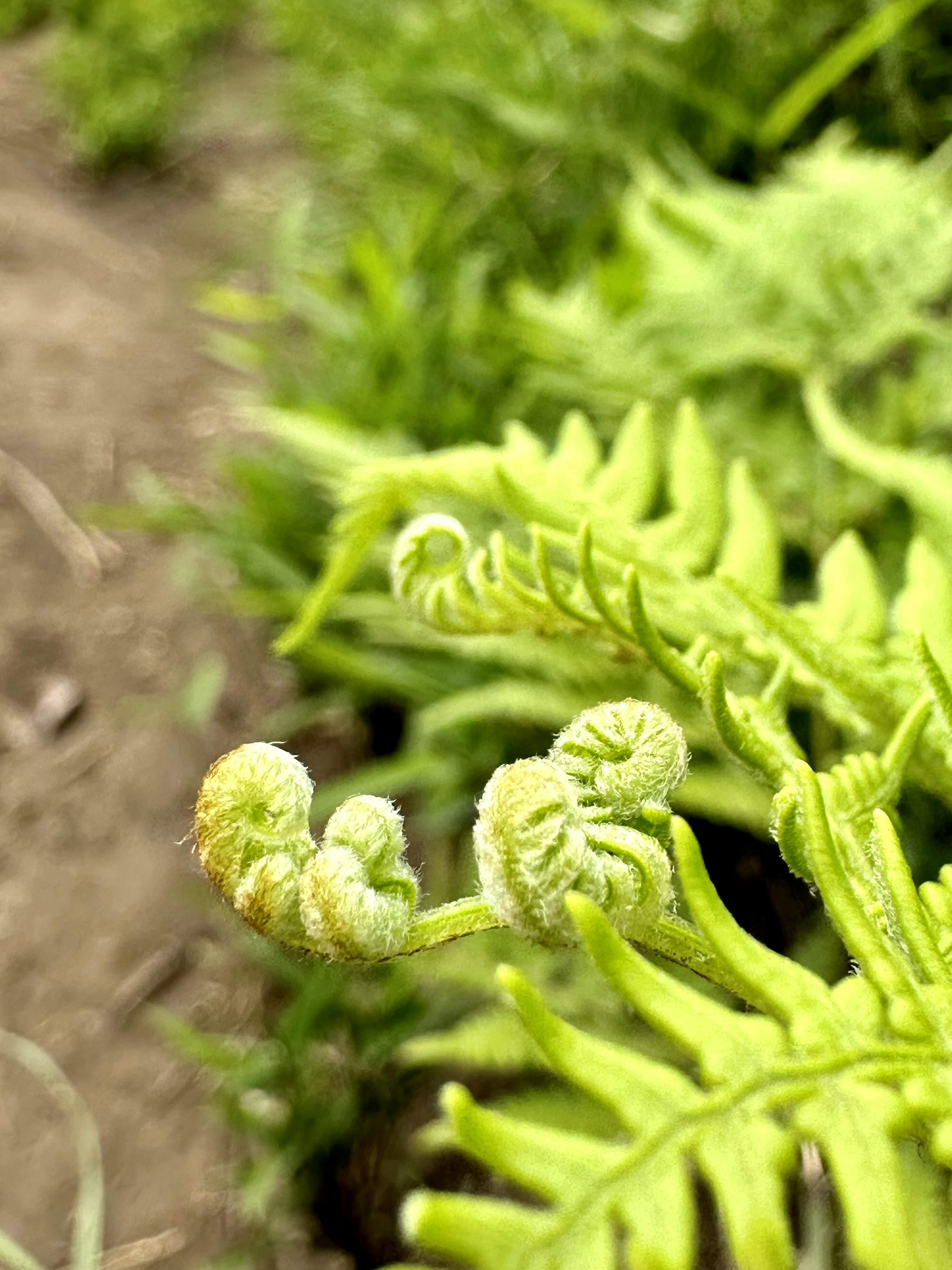 Close-up of green fern fronds with curled new growth