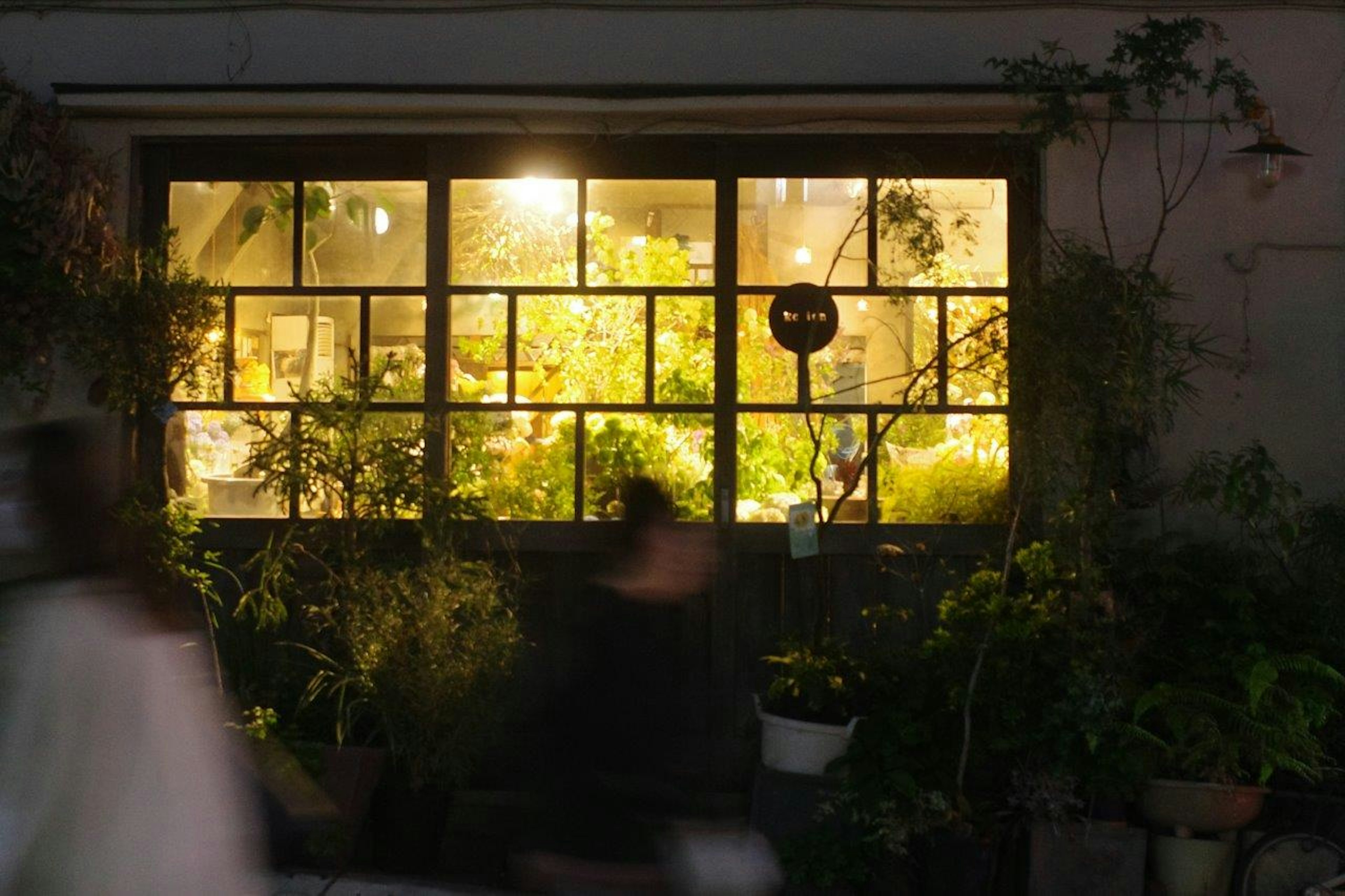 A warmly lit window filled with lush green plants at night