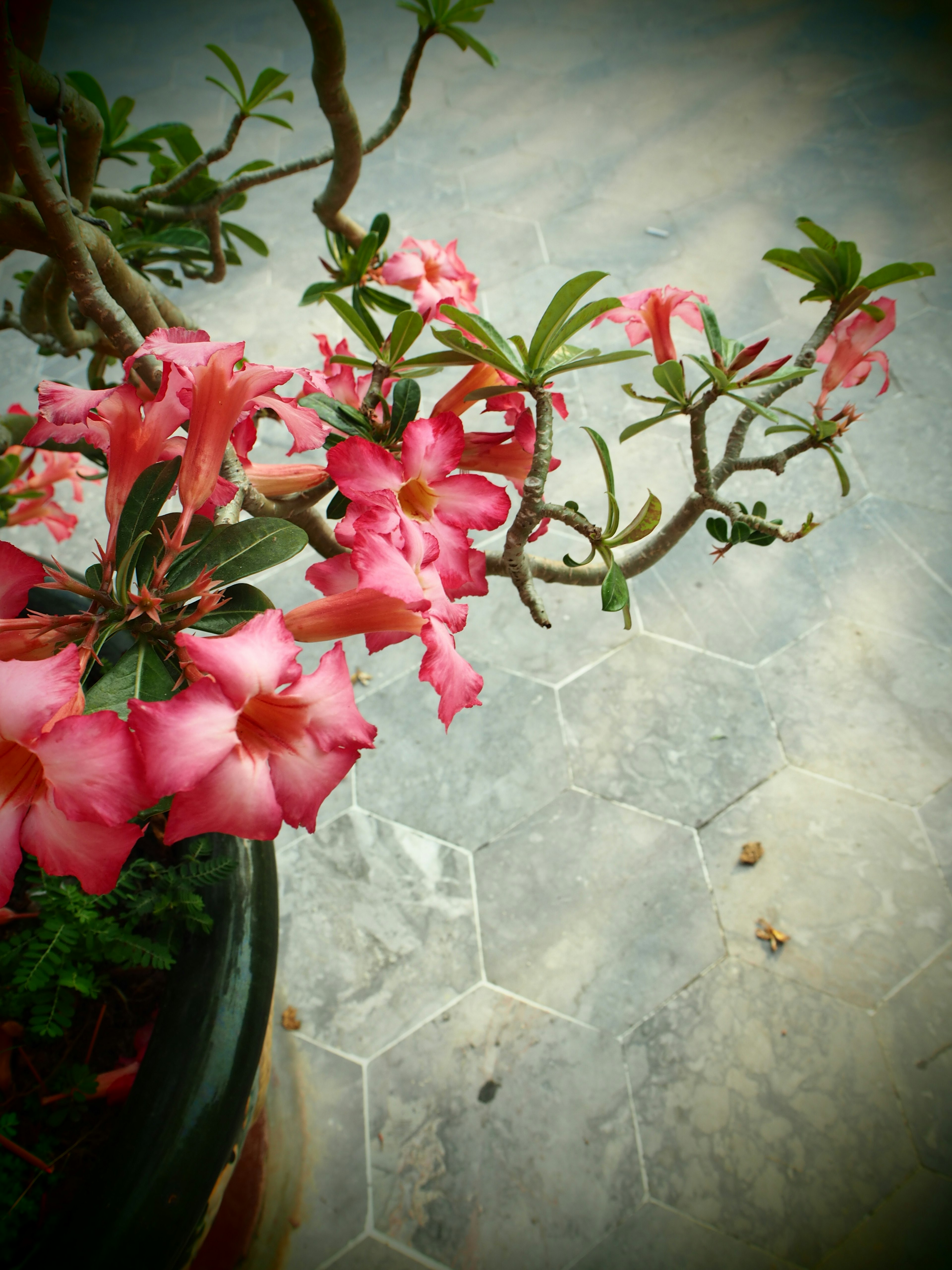 ピンクの花が咲く鉢植えの植物が特徴的