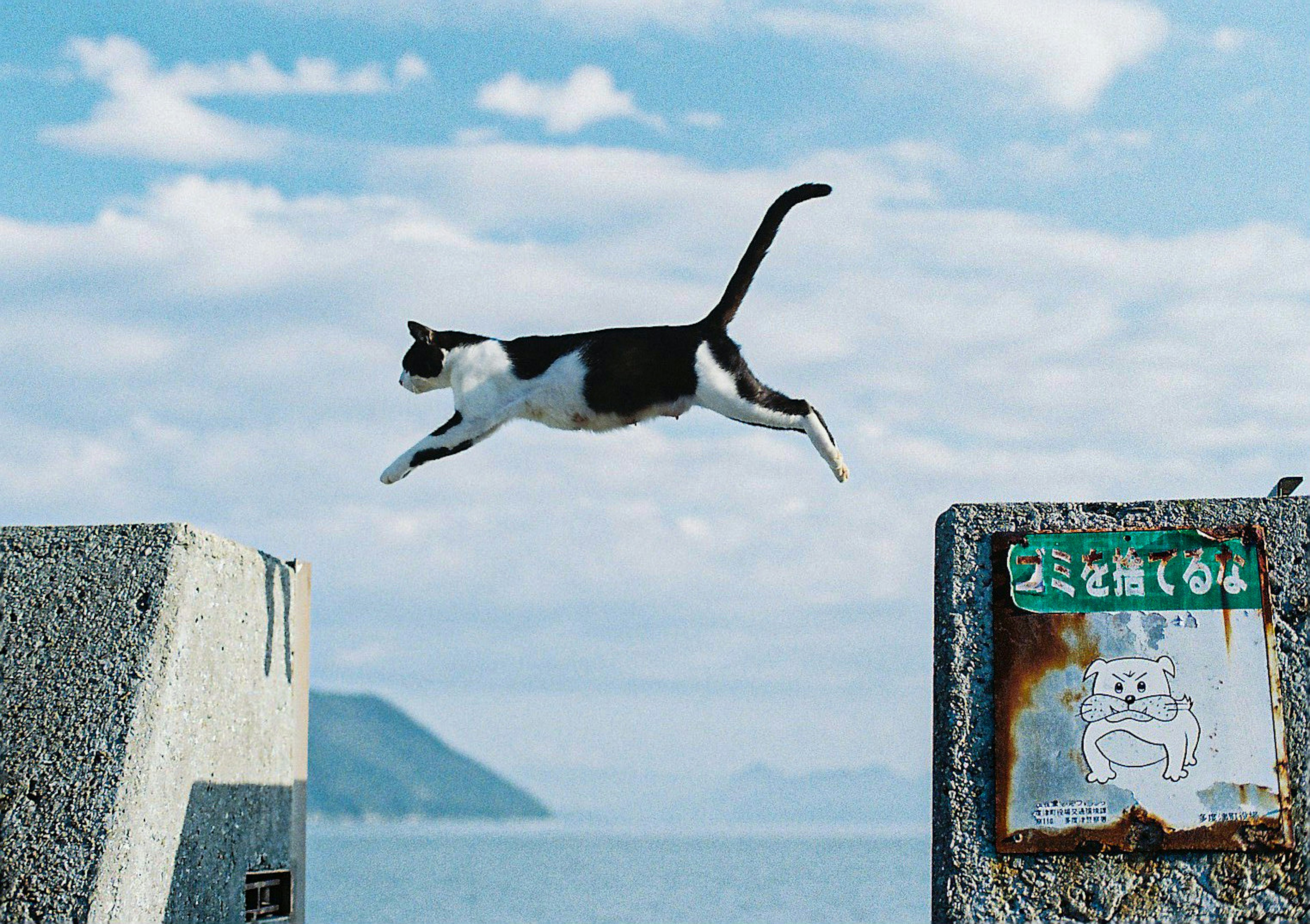 空を飛ぶようにジャンプする白黒の猫と海の背景