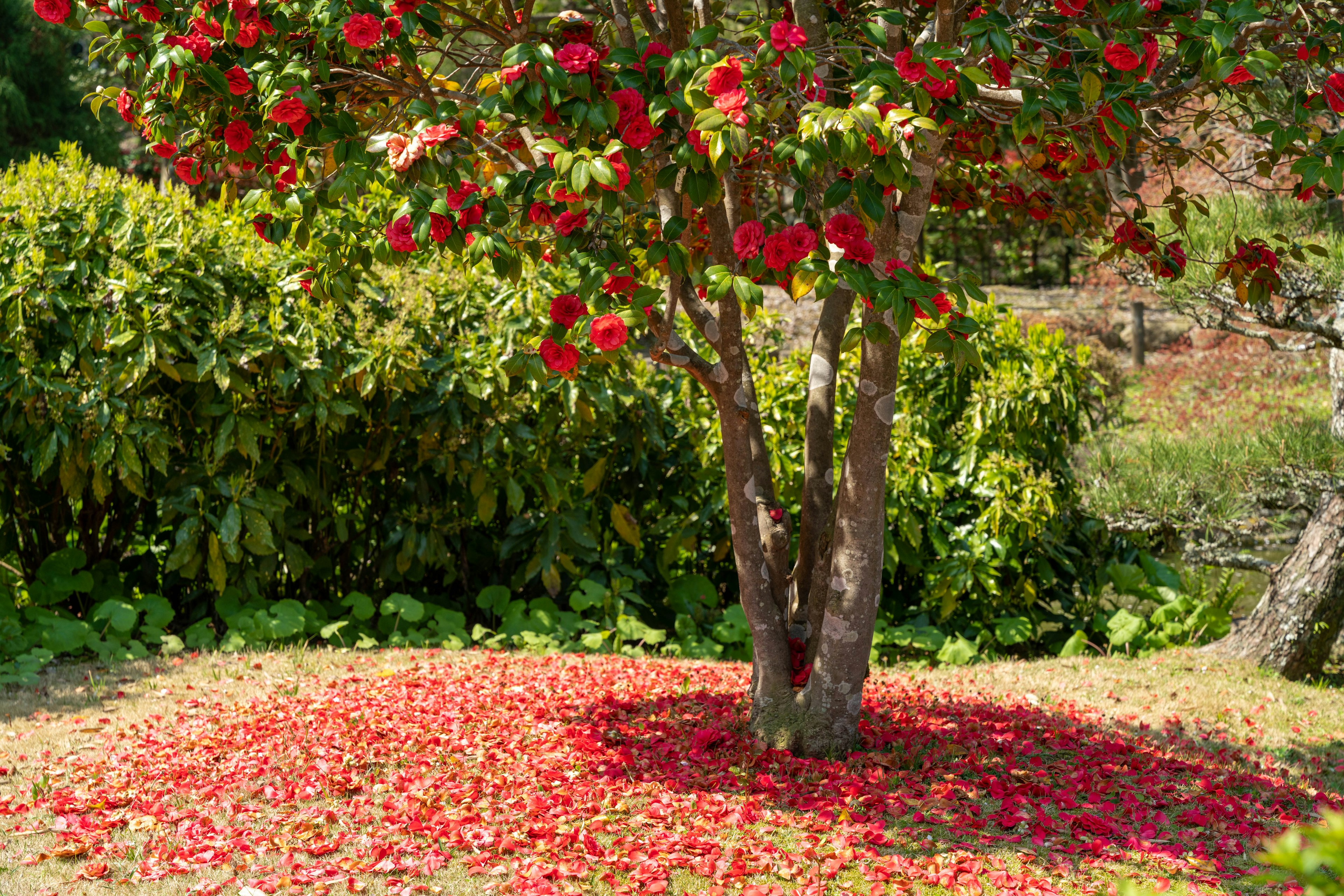 Ein Baum mit roten Blumen und verstreuten Blütenblättern auf dem Boden