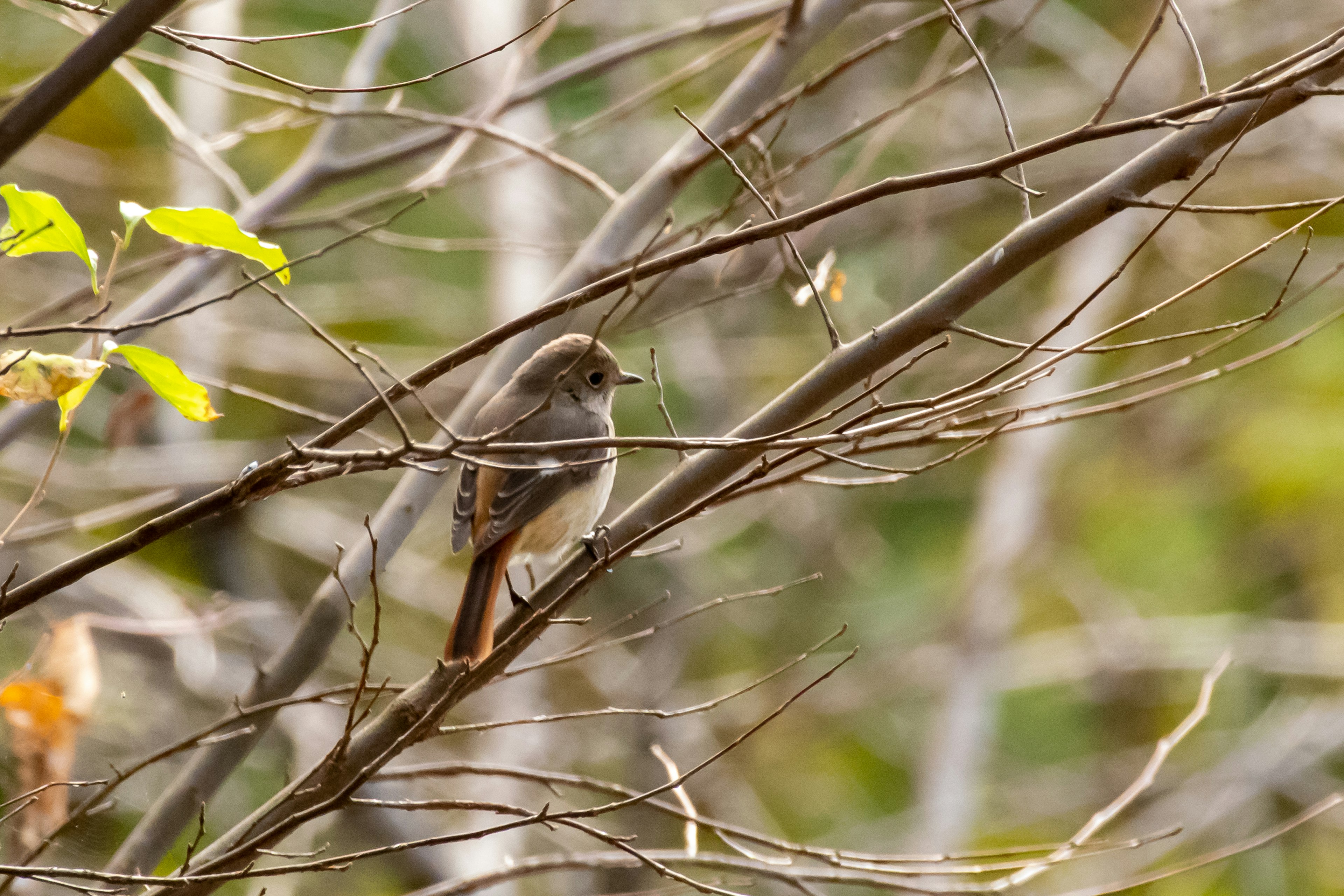 A bird perched on a branch with soft brown and gray feathers in a serene natural setting