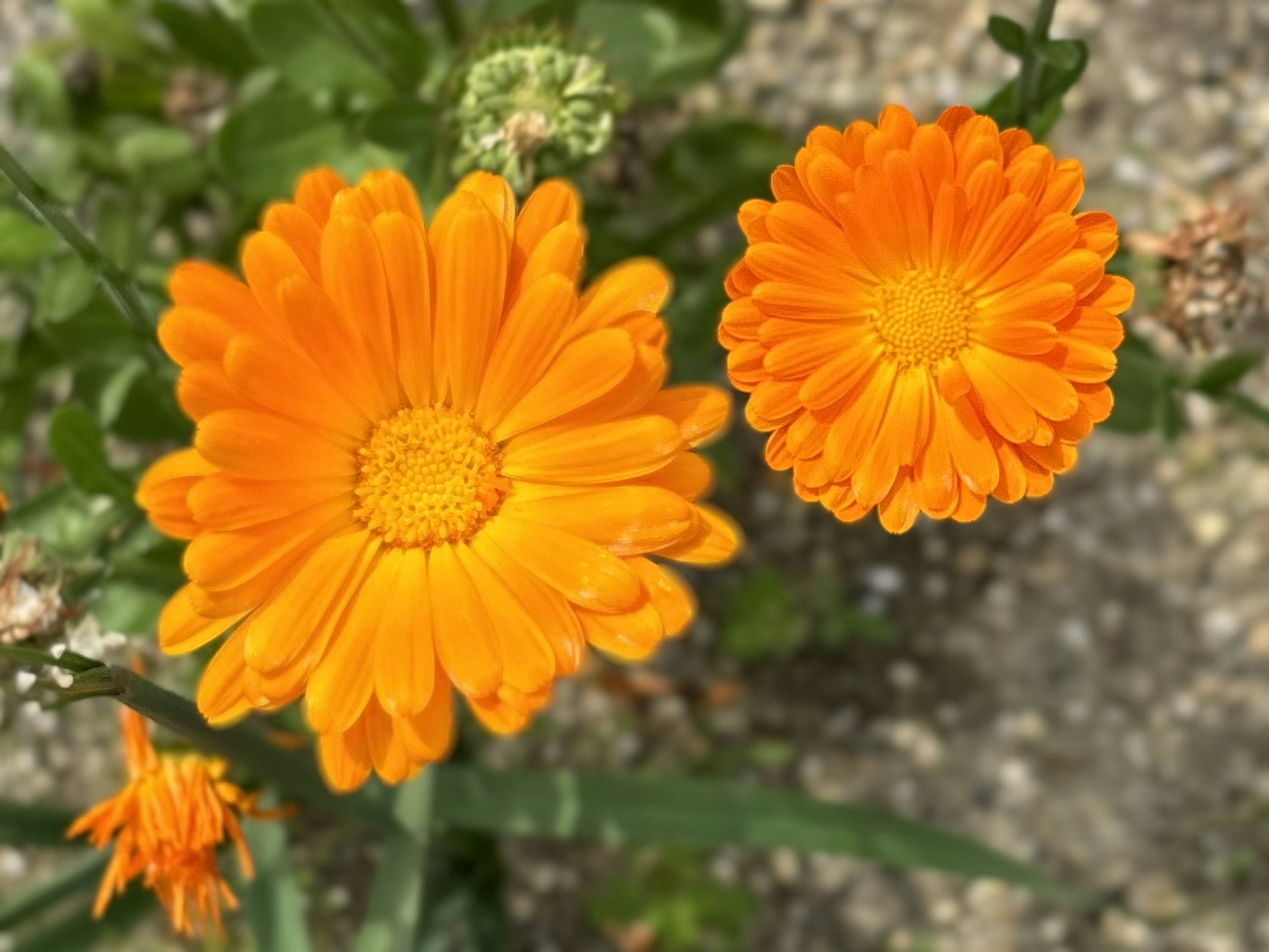 Lebendige orange Blumen blühen in einem Garten