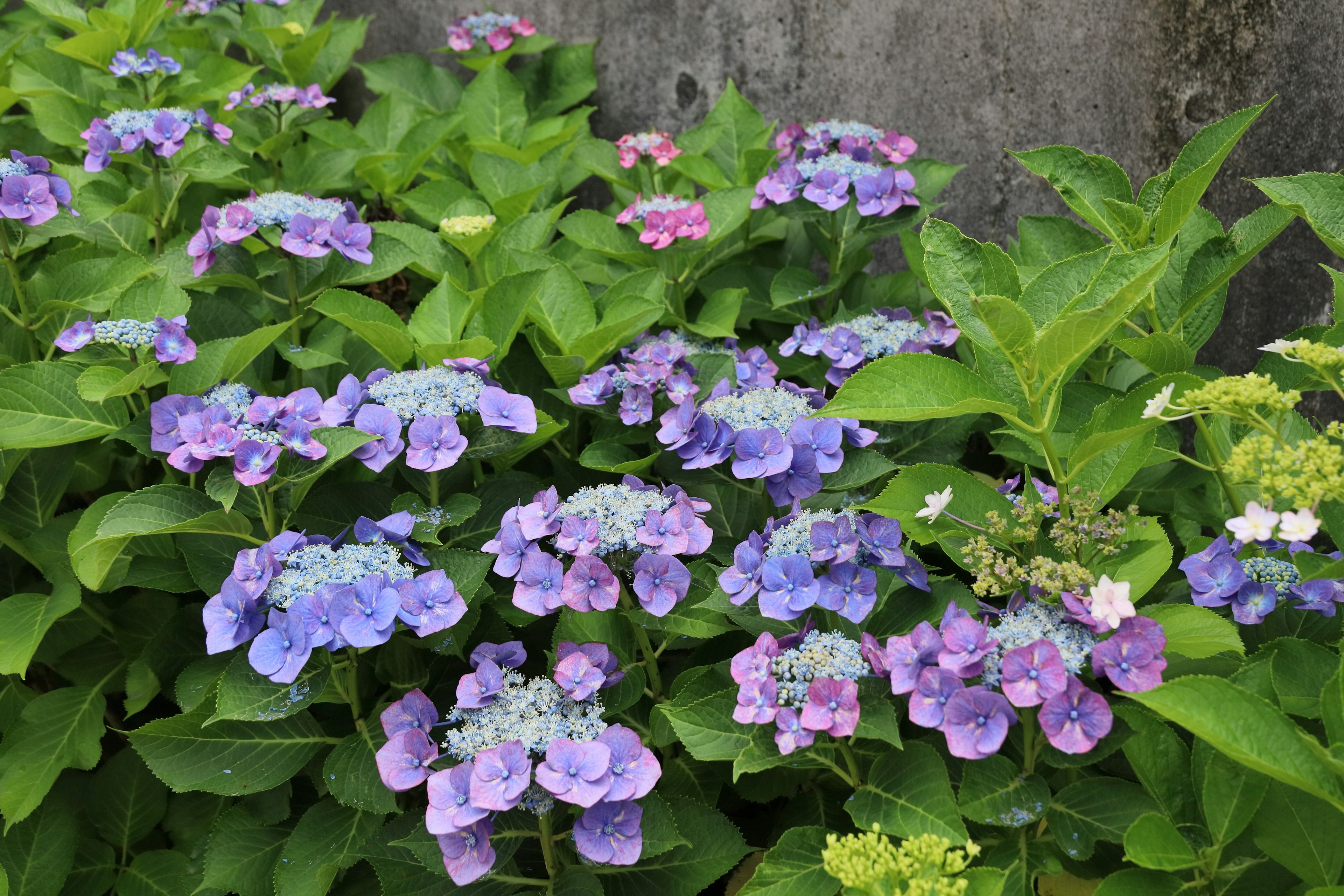 Raggruppamento di ortensie con fiori blu e viola e foglie verdi lussureggianti