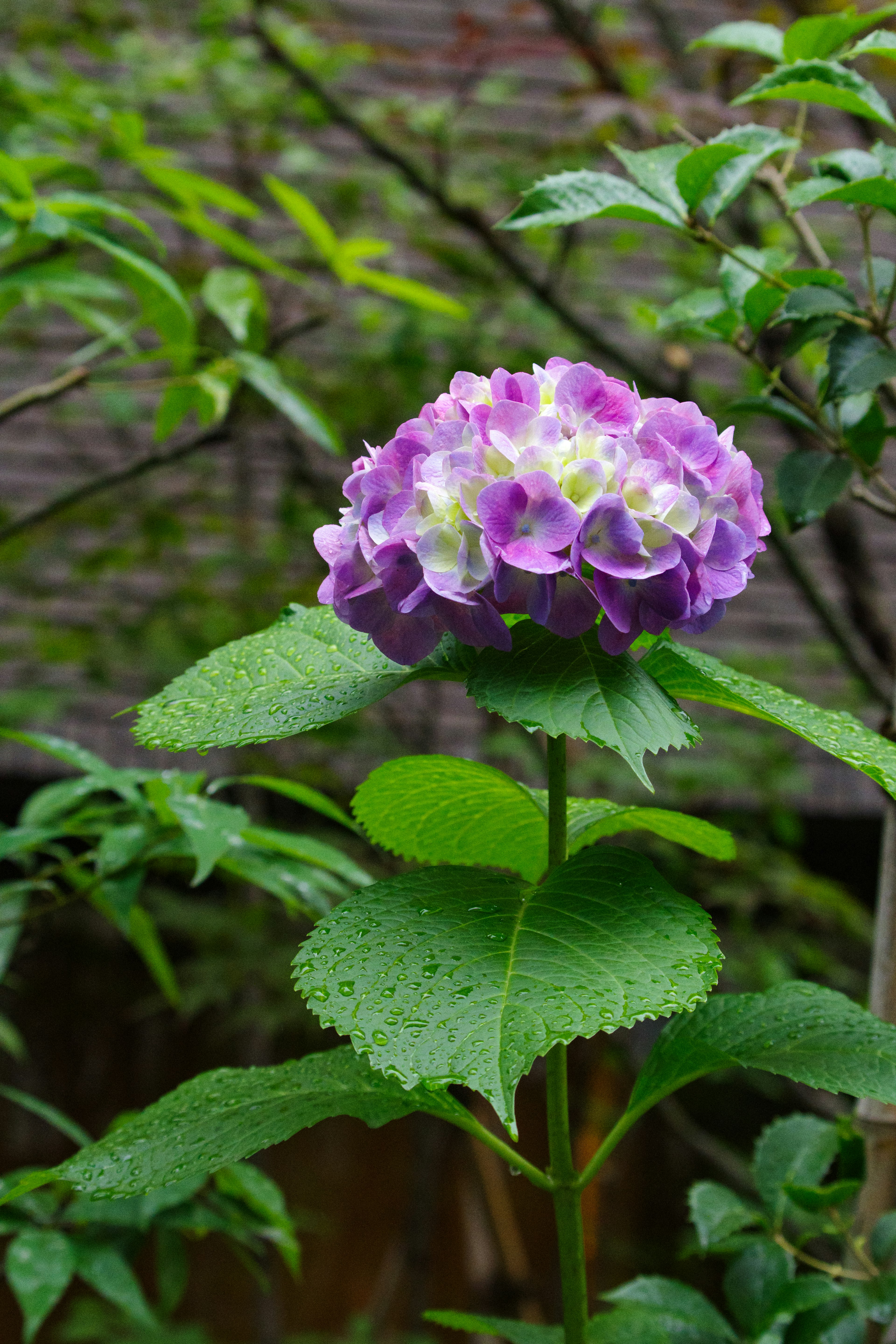 Imagen de una planta de hortensia con flores moradas en un jardín