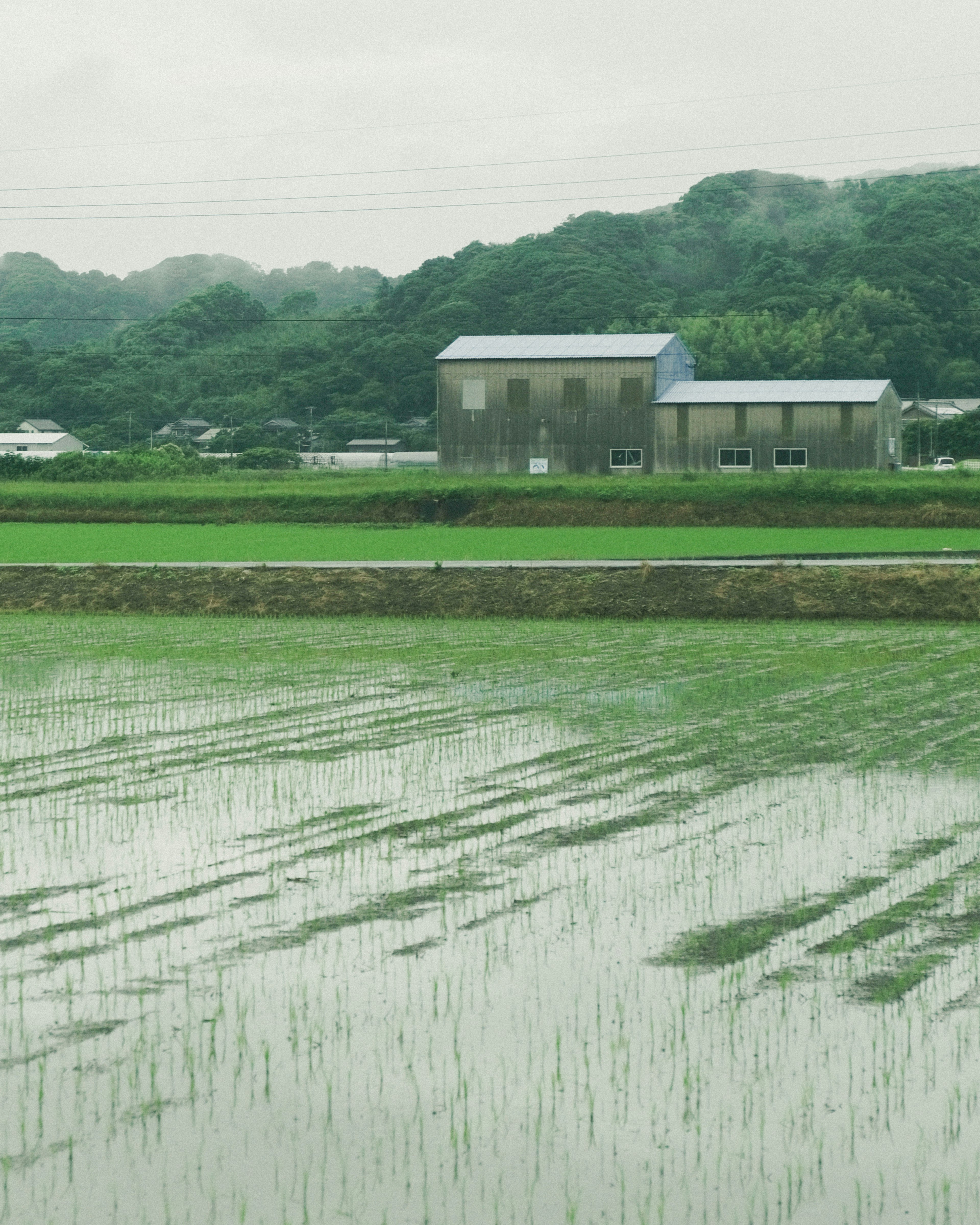 田んぼと青い屋根の家がある風景