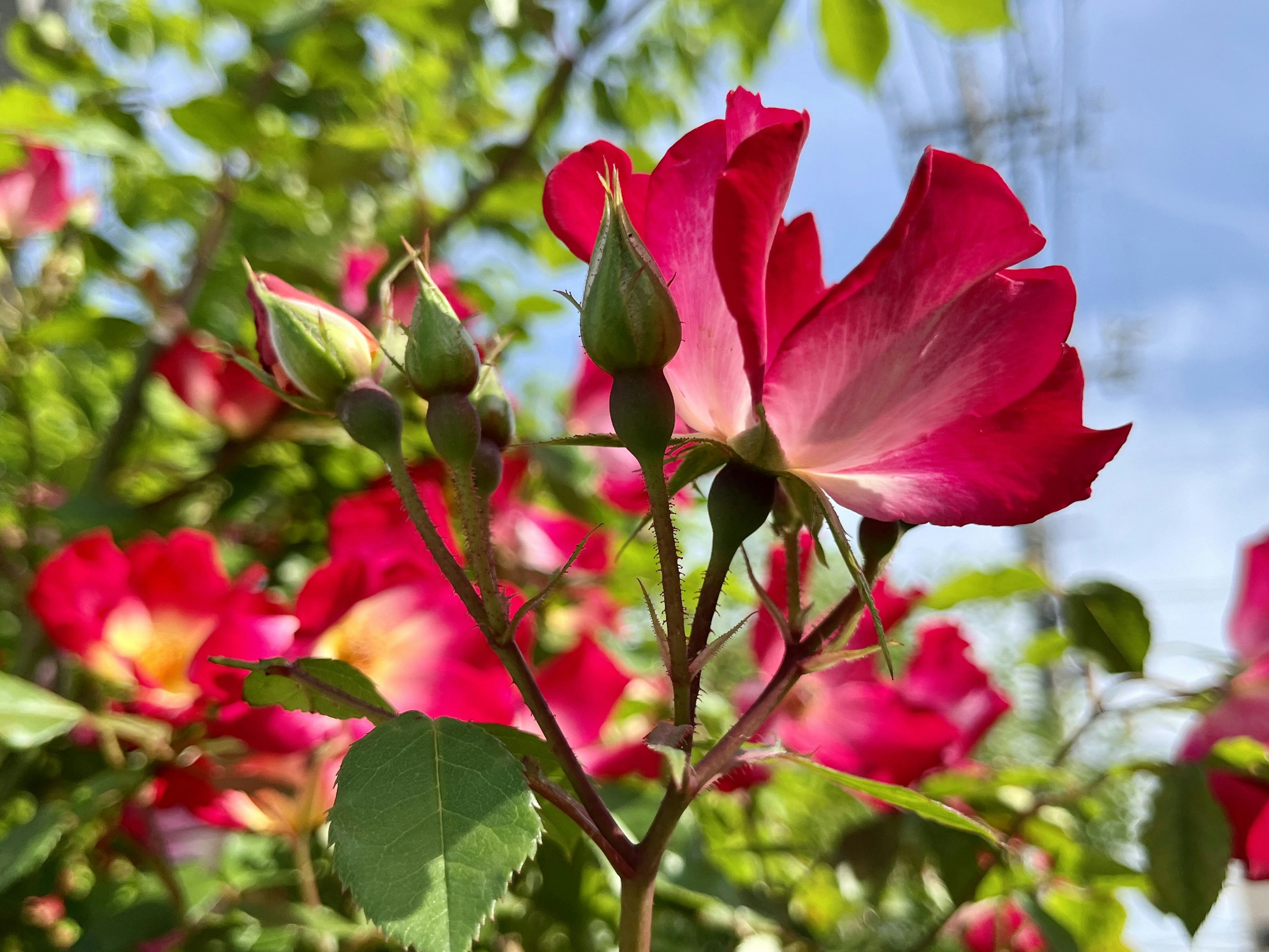 鮮やかな赤いバラの花のクローズアップ、緑の葉とつぼみが見える