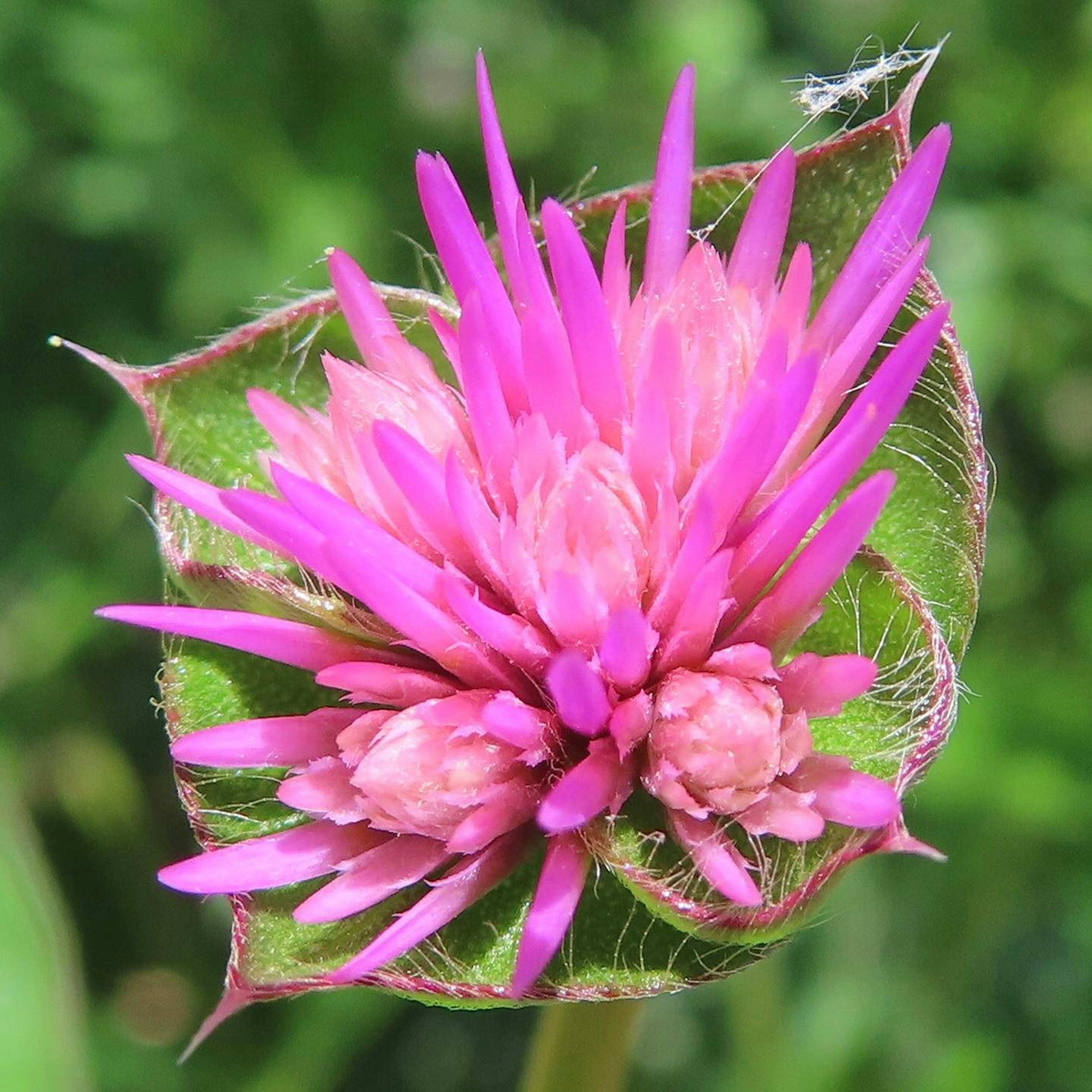 Close-up of a vibrant pink flower featuring a cluster of spiky petals