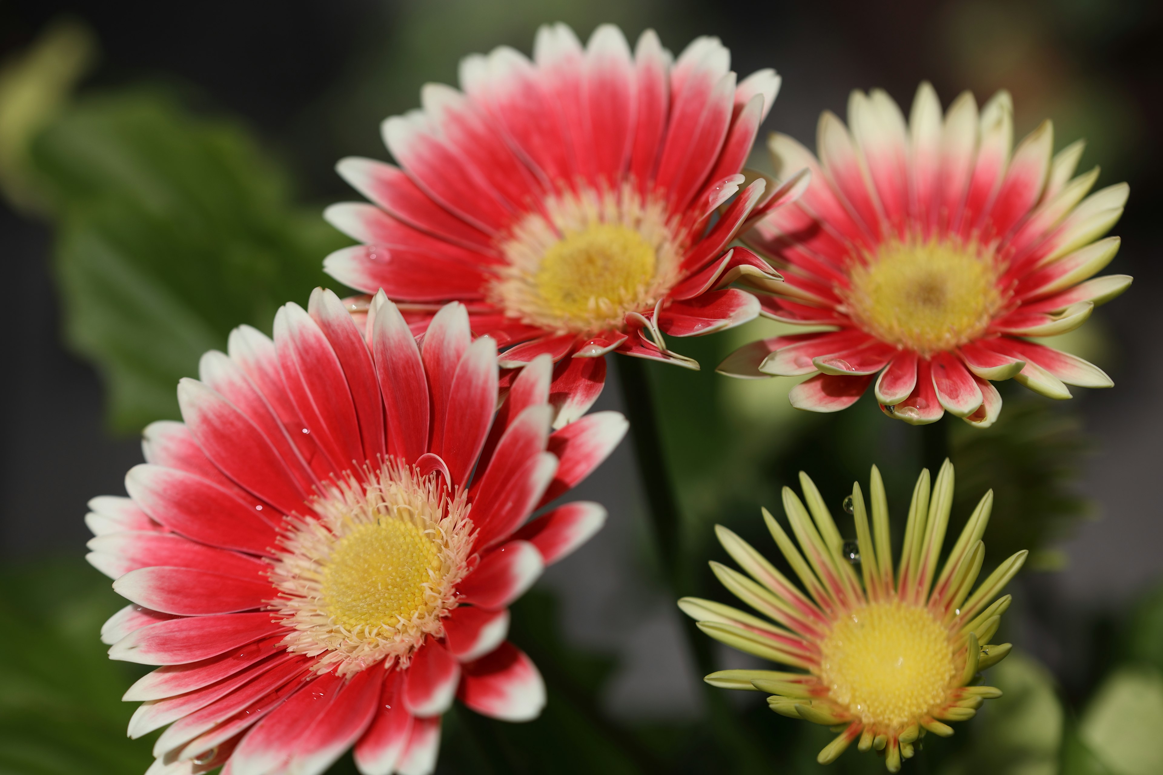 Bunga gerbera dengan kelopak merah dan pusat kuning mekar