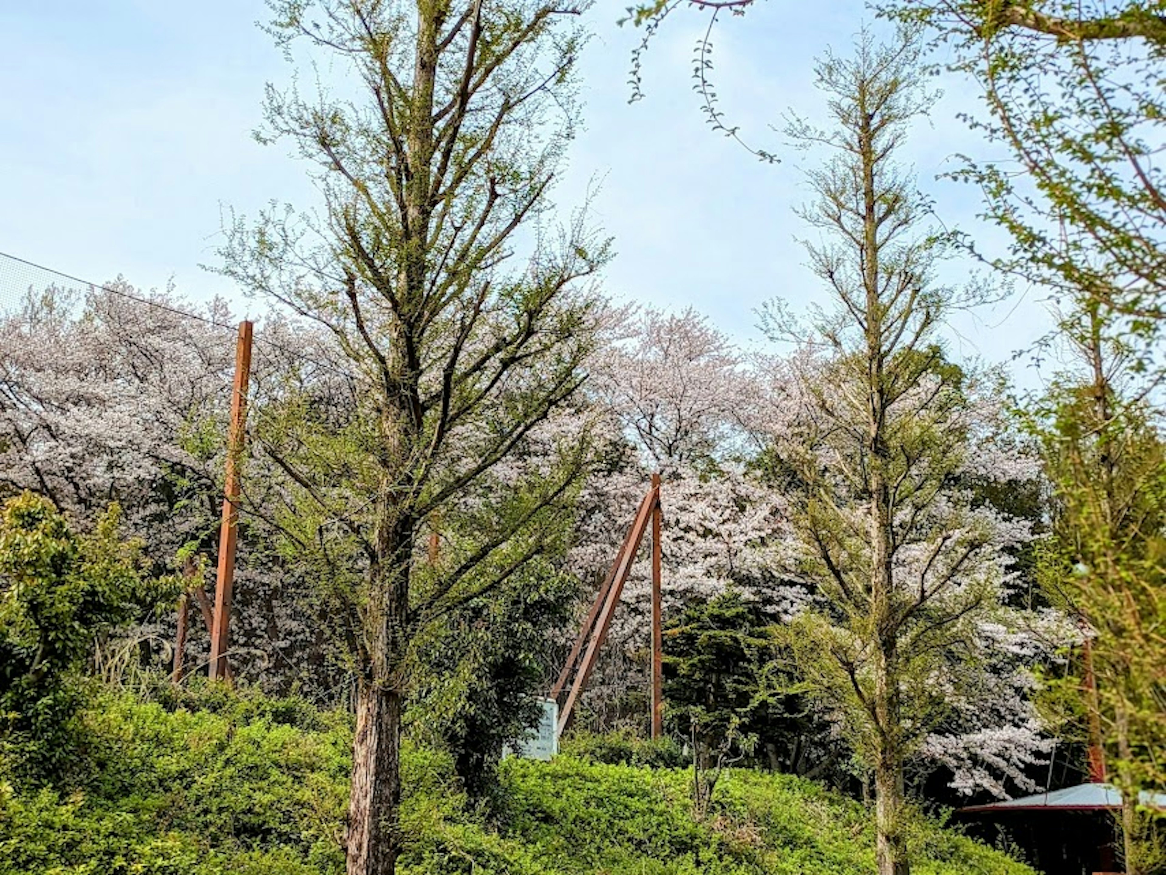 Pemandangan dengan pohon sakura yang mekar