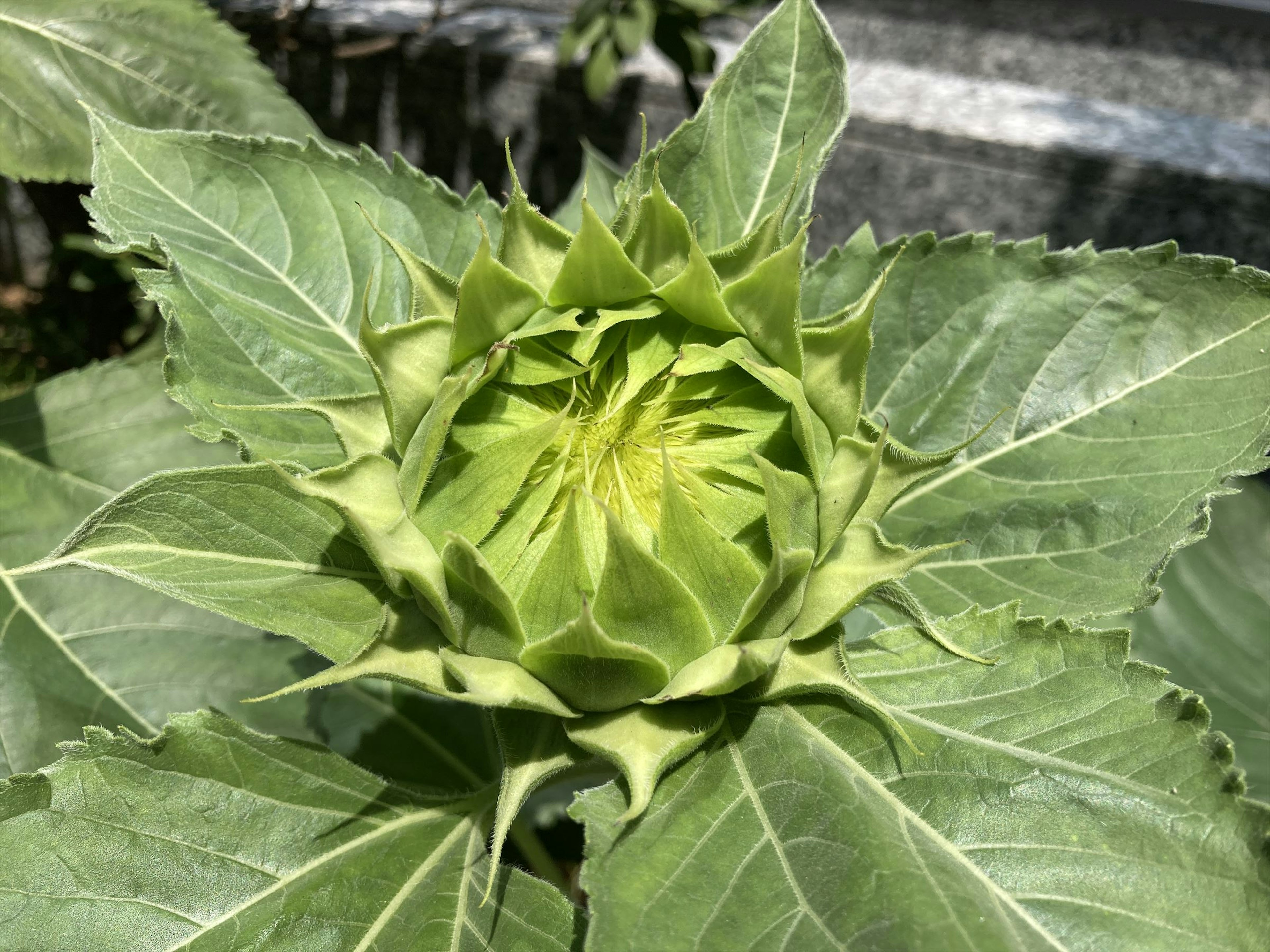 太陽の花の蕾が葉に囲まれている緑の植物