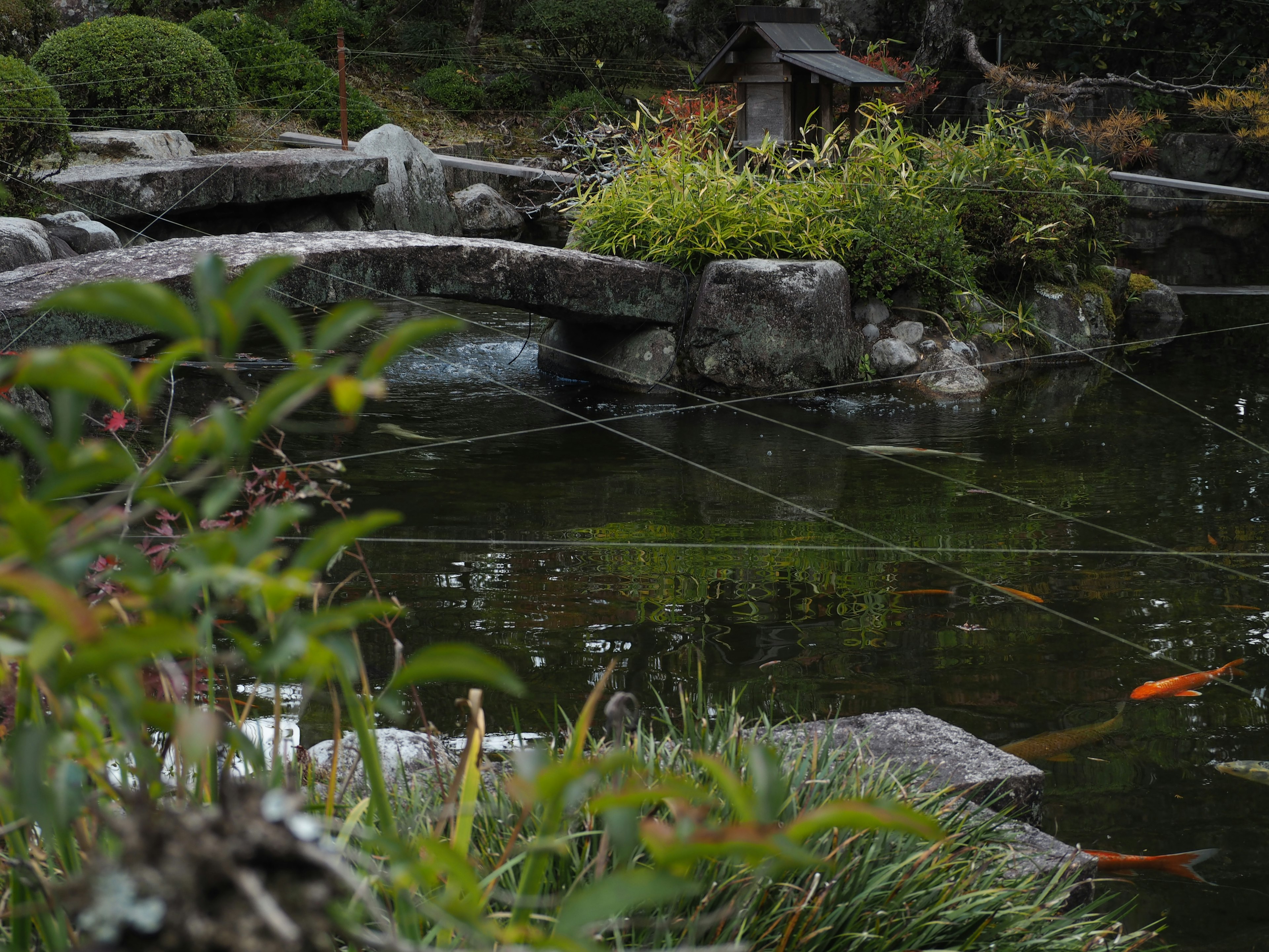 Étang de jardin japonais tranquille avec des carpes et un pont en pierre