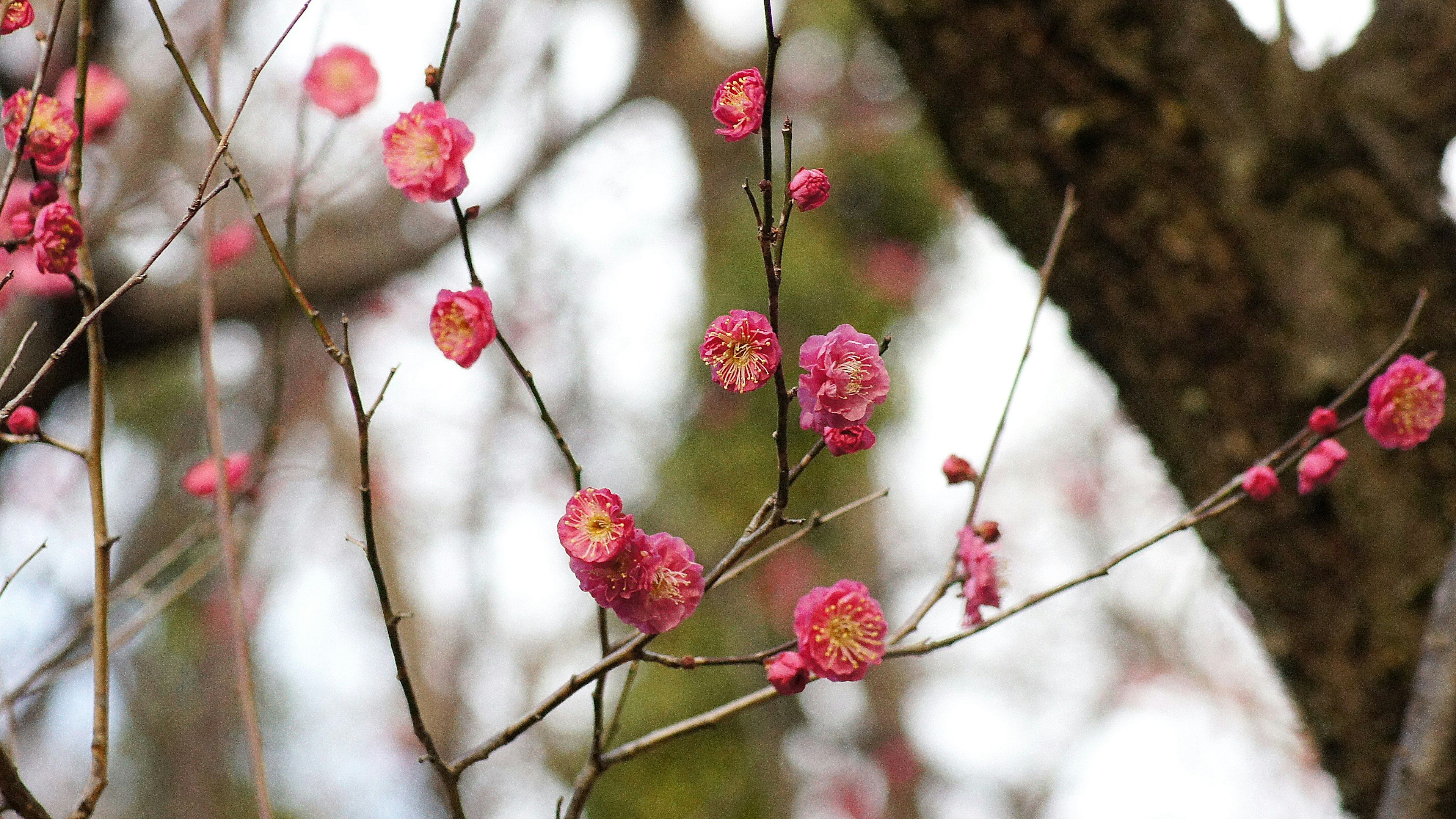 梅の花のピンクの花びらが枝に咲いている