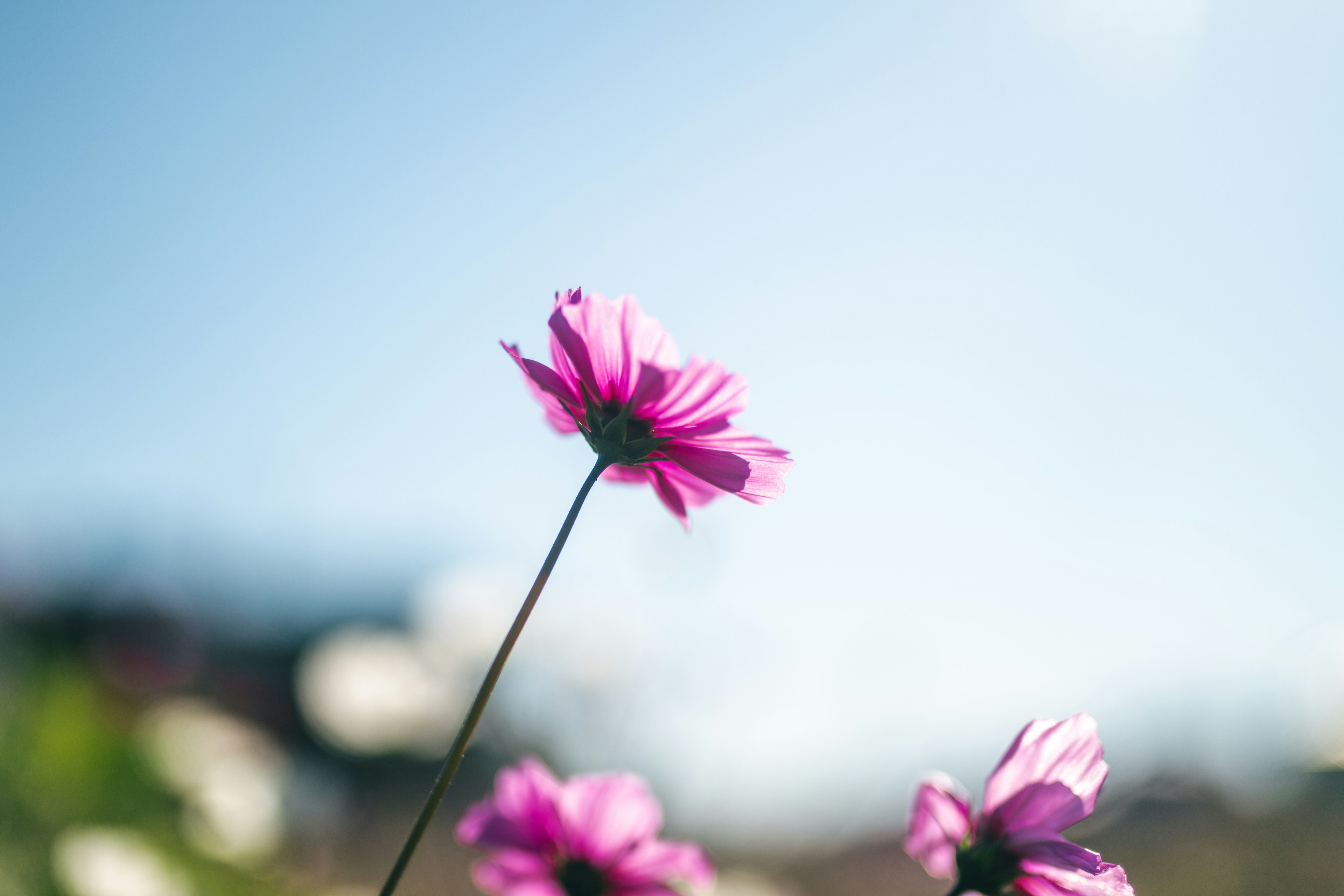 青空の下に咲く鮮やかなピンクの花のクローズアップ