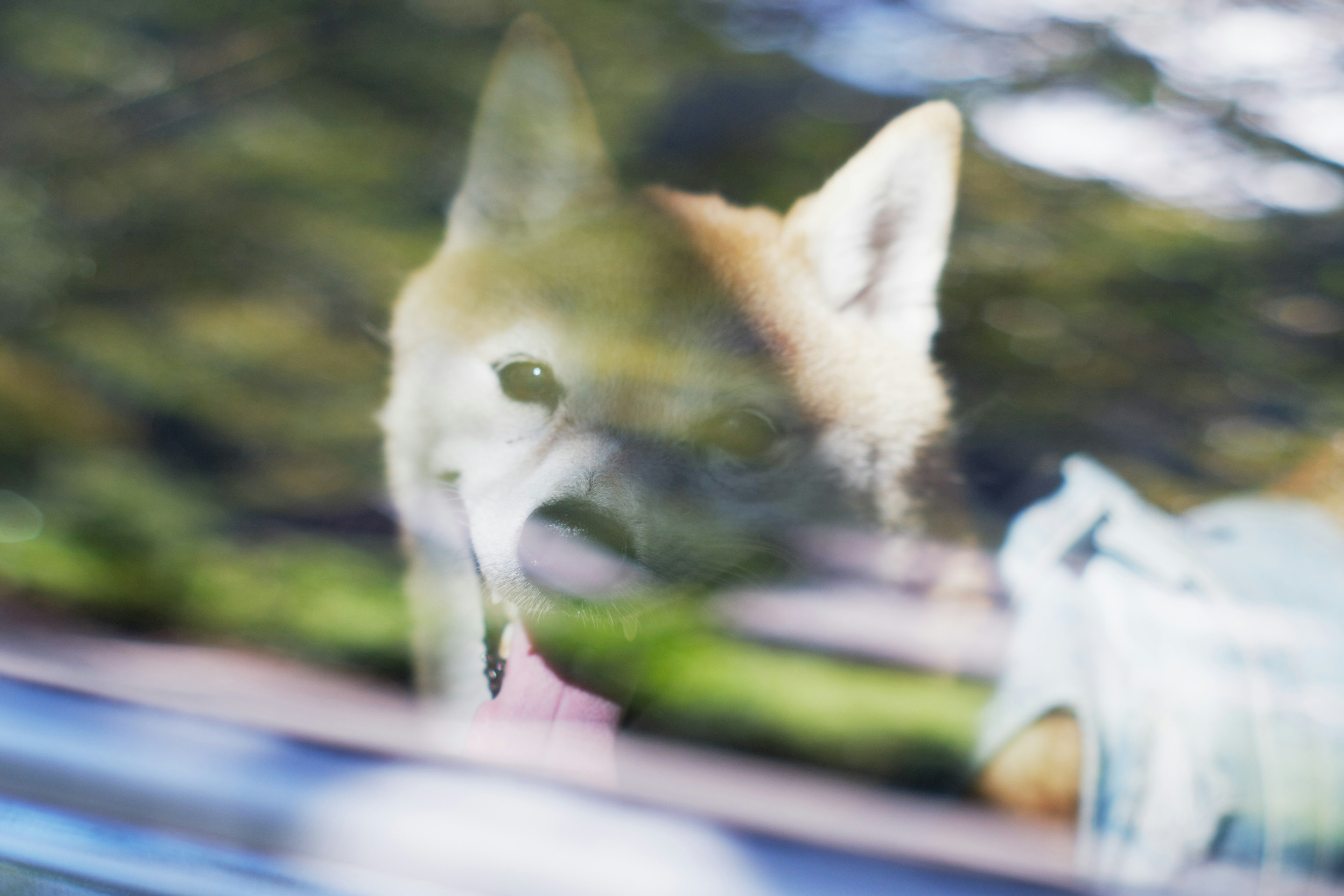 Ein Hundegesicht, das durch ein Fenster mit verschwommenem Naturhintergrund gesehen wird