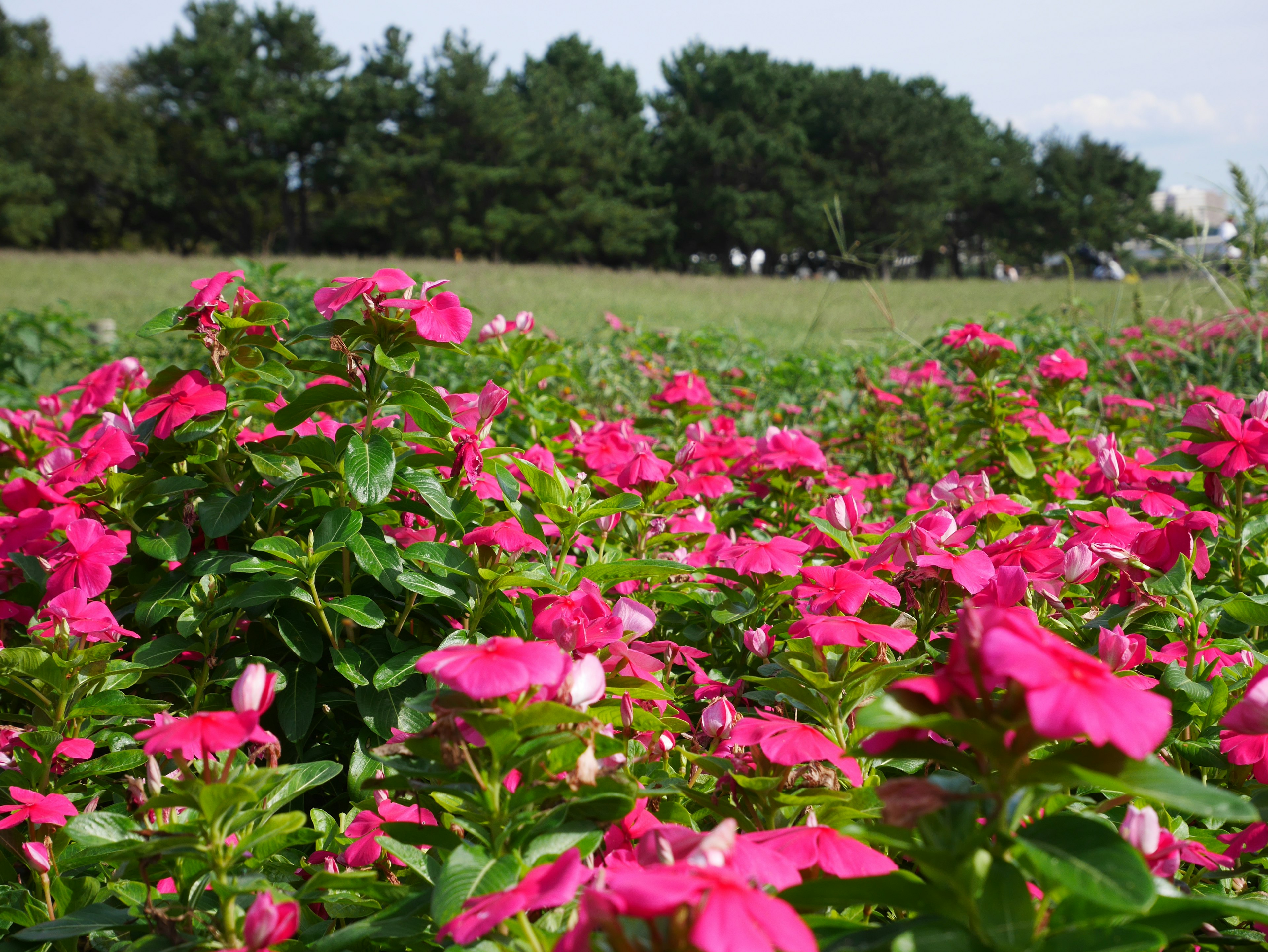 Fleurs roses vibrantes en fleurs dans un champ avec des arbres verts en arrière-plan