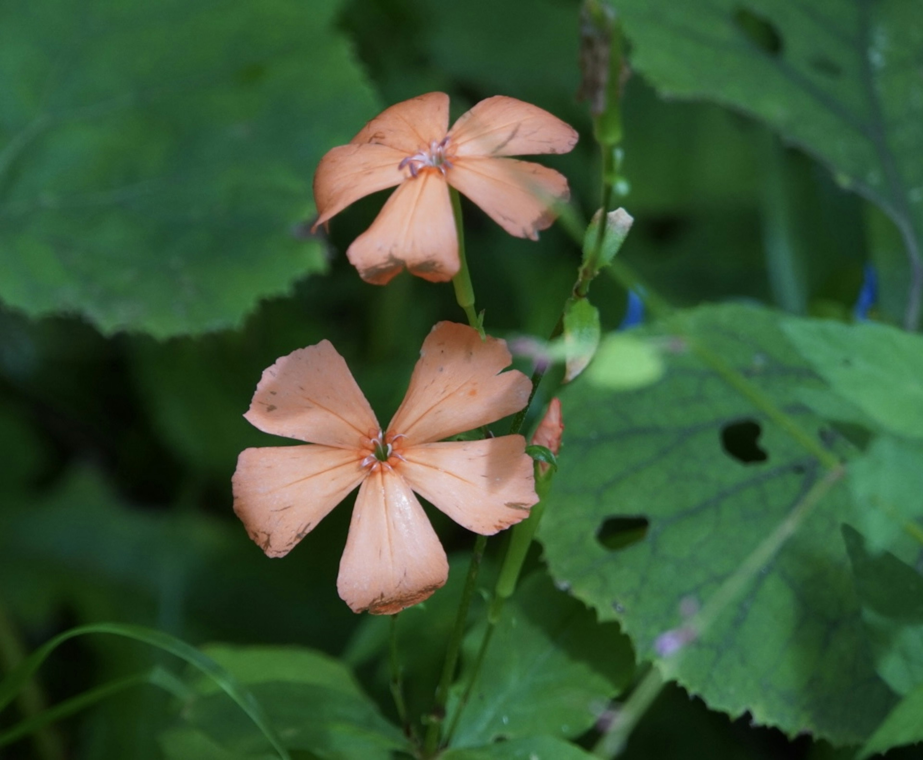 淡いオレンジ色の花が緑の葉に囲まれている