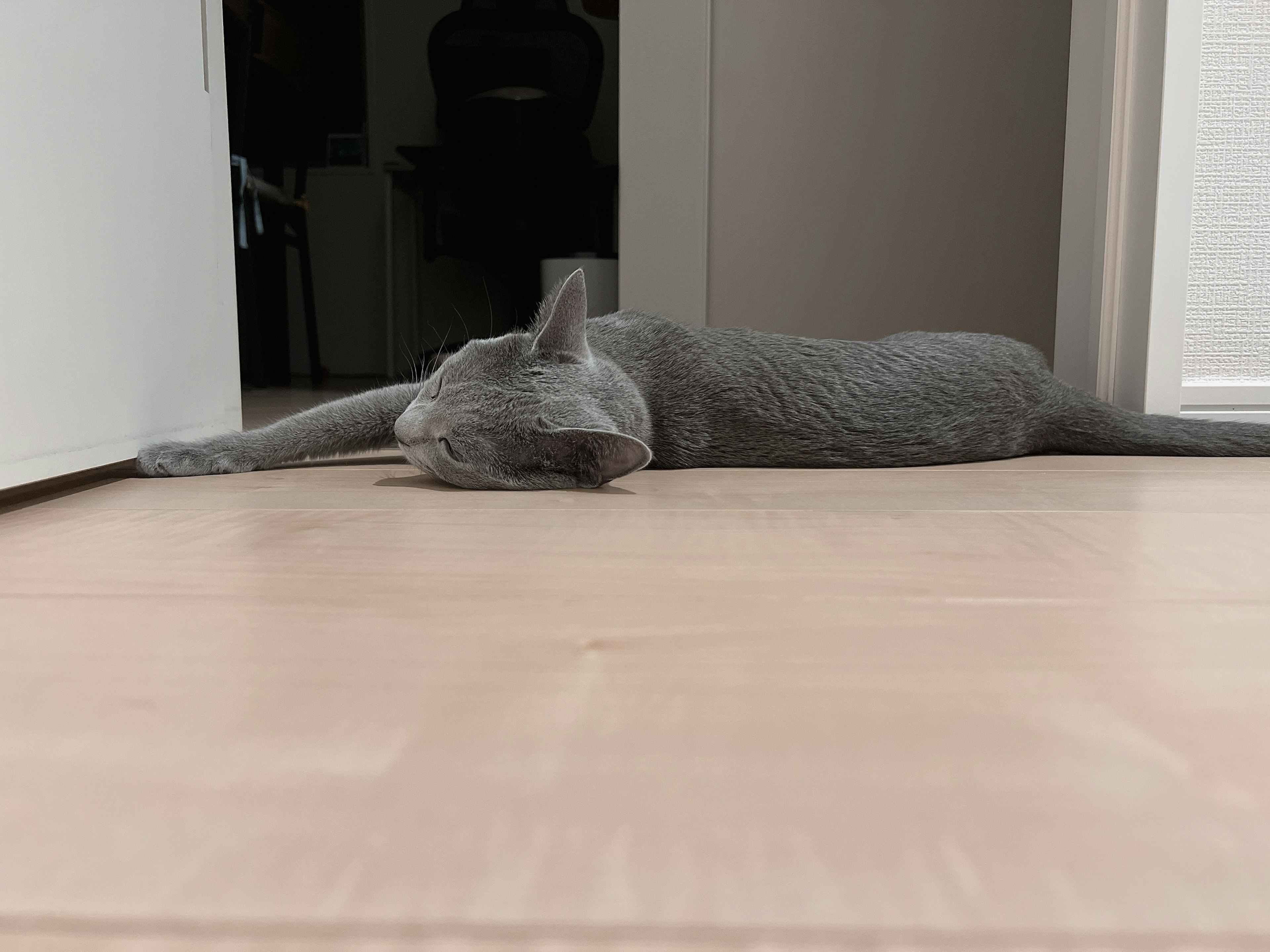 A gray cat lying on the floor