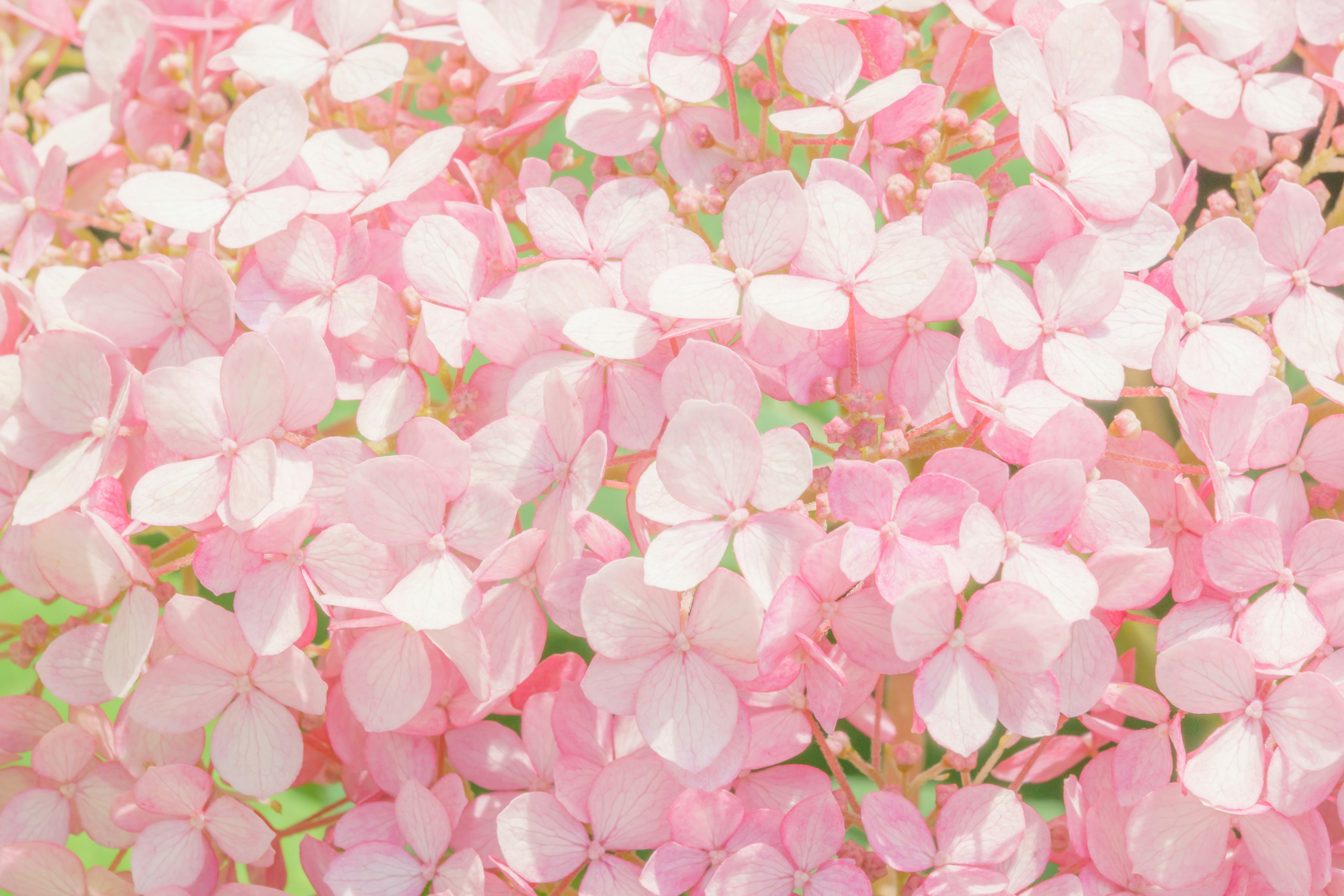 Beautiful background of clustered pale pink flower petals