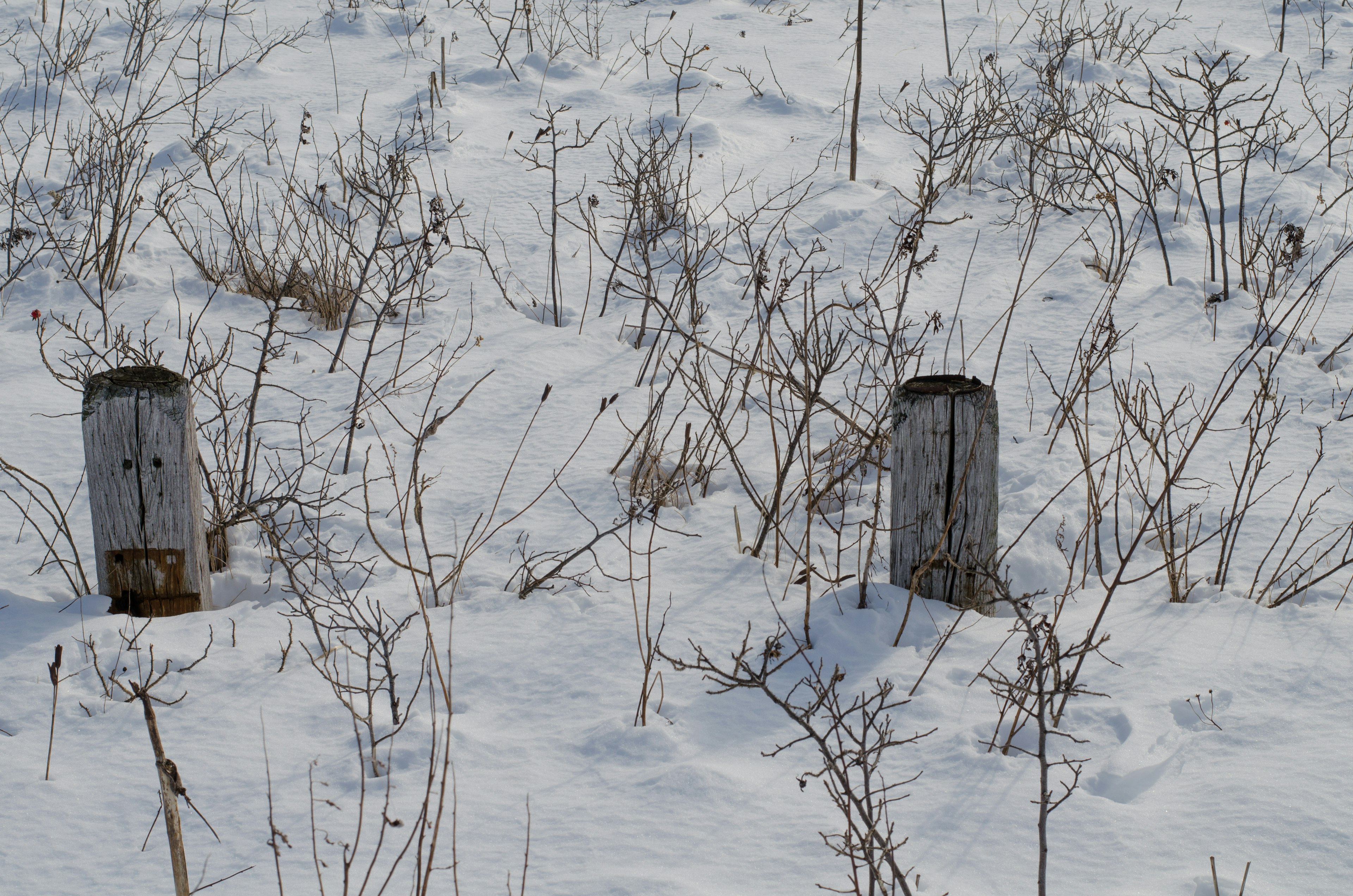 Old wooden posts standing in a snow-covered field