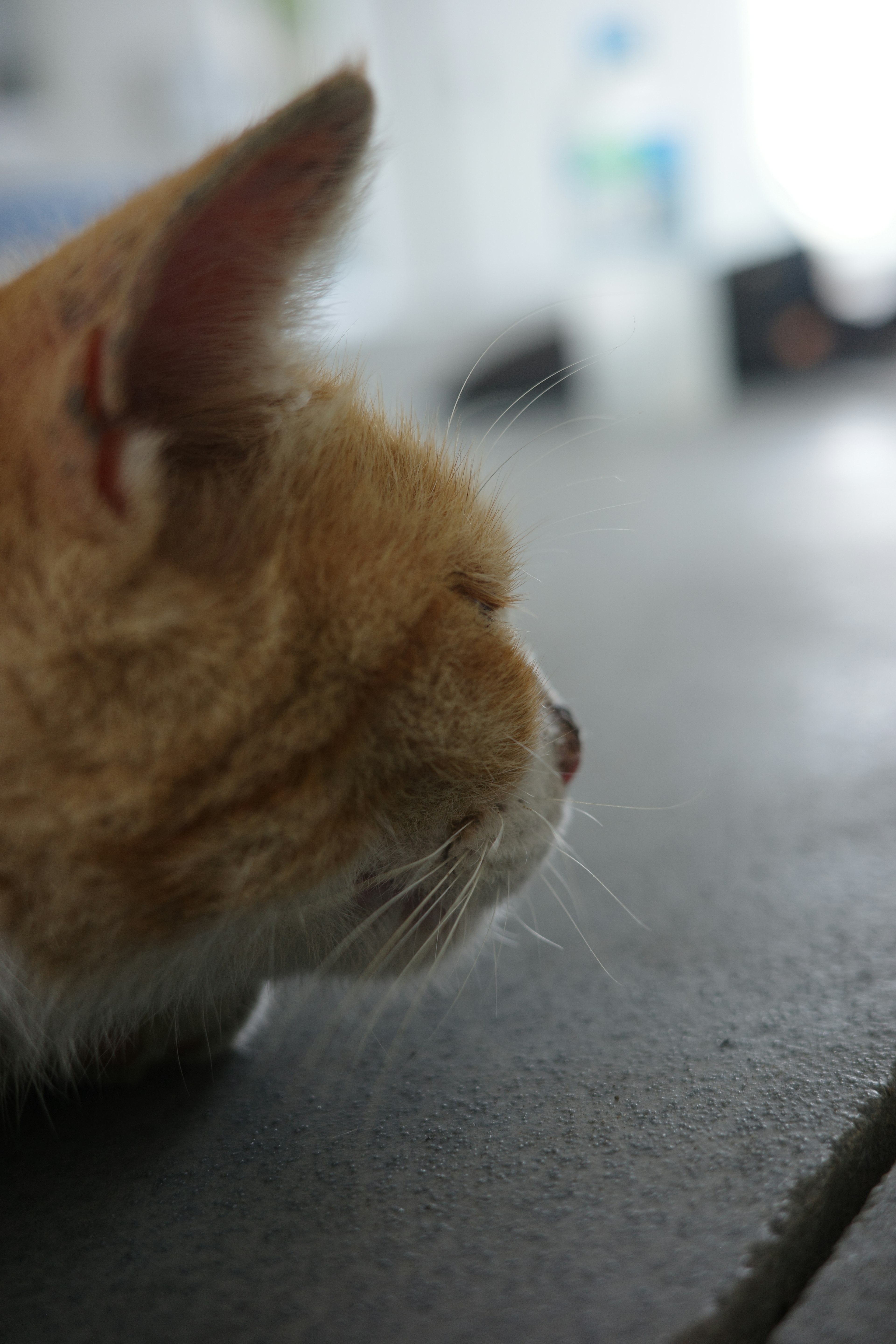 Profil d'un chat orange allongé sur le sol