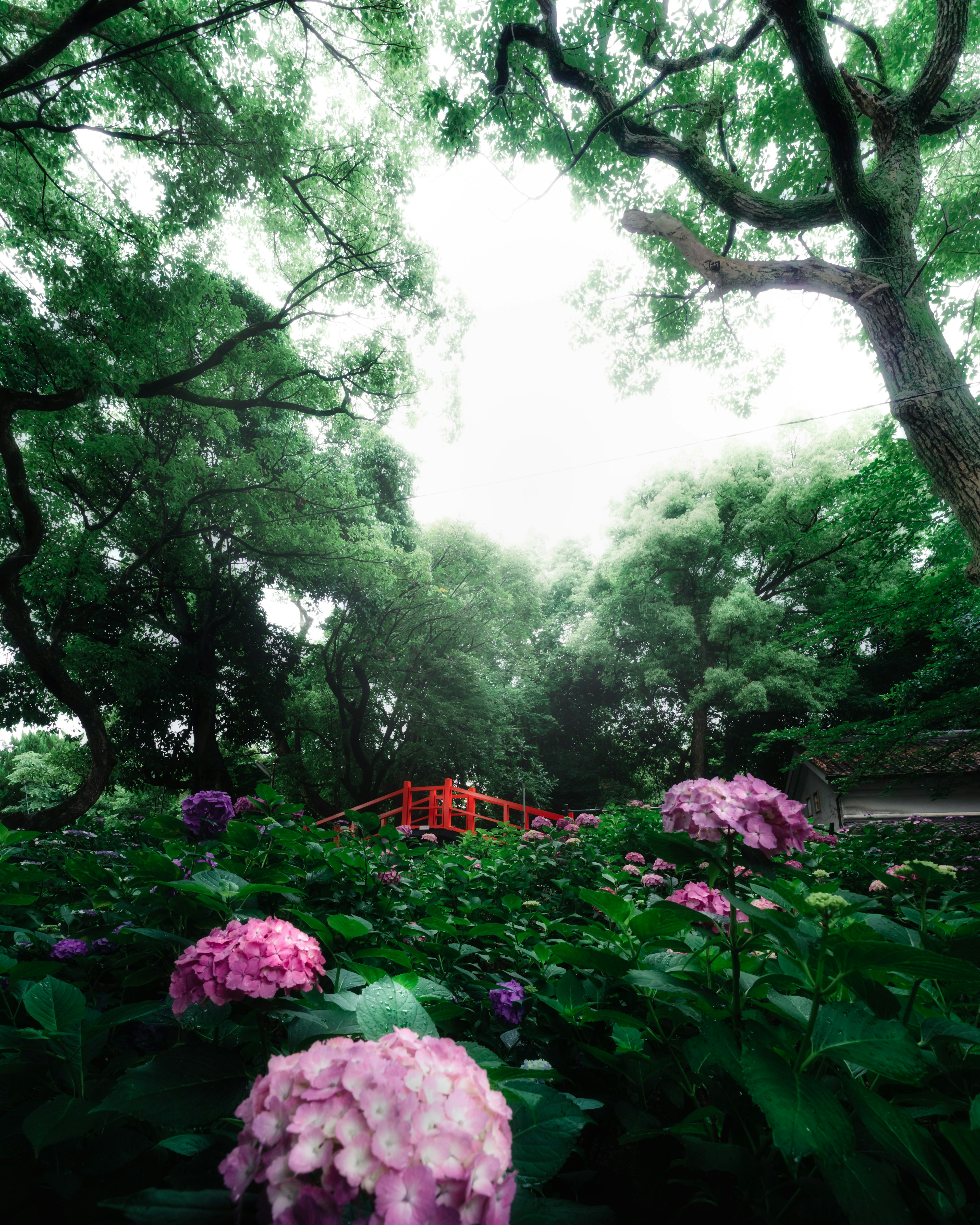 Una vista panoramica di verde lussureggiante con ortensie in fiore