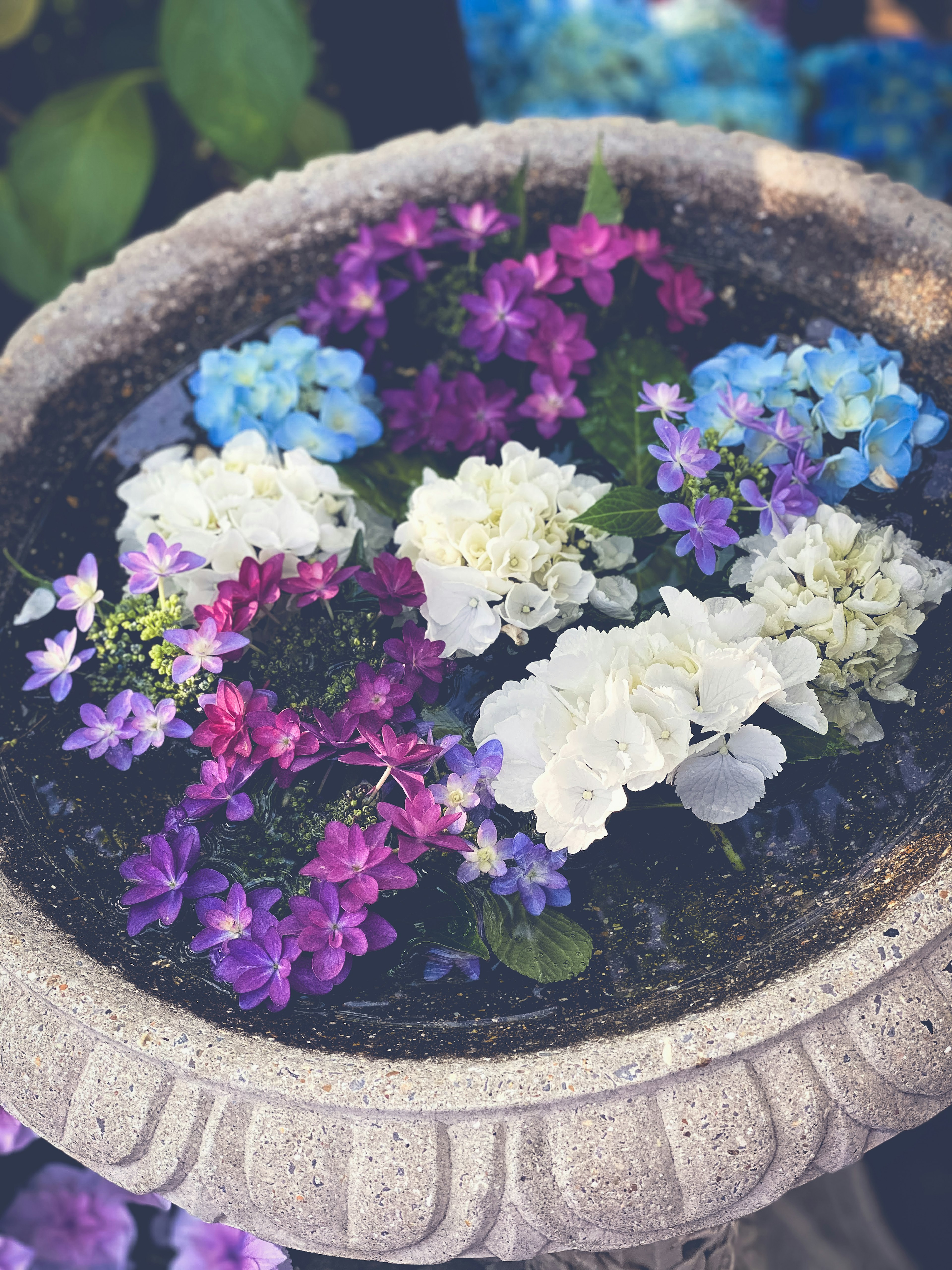 Bunte Blumen blühen in einem Steintopf