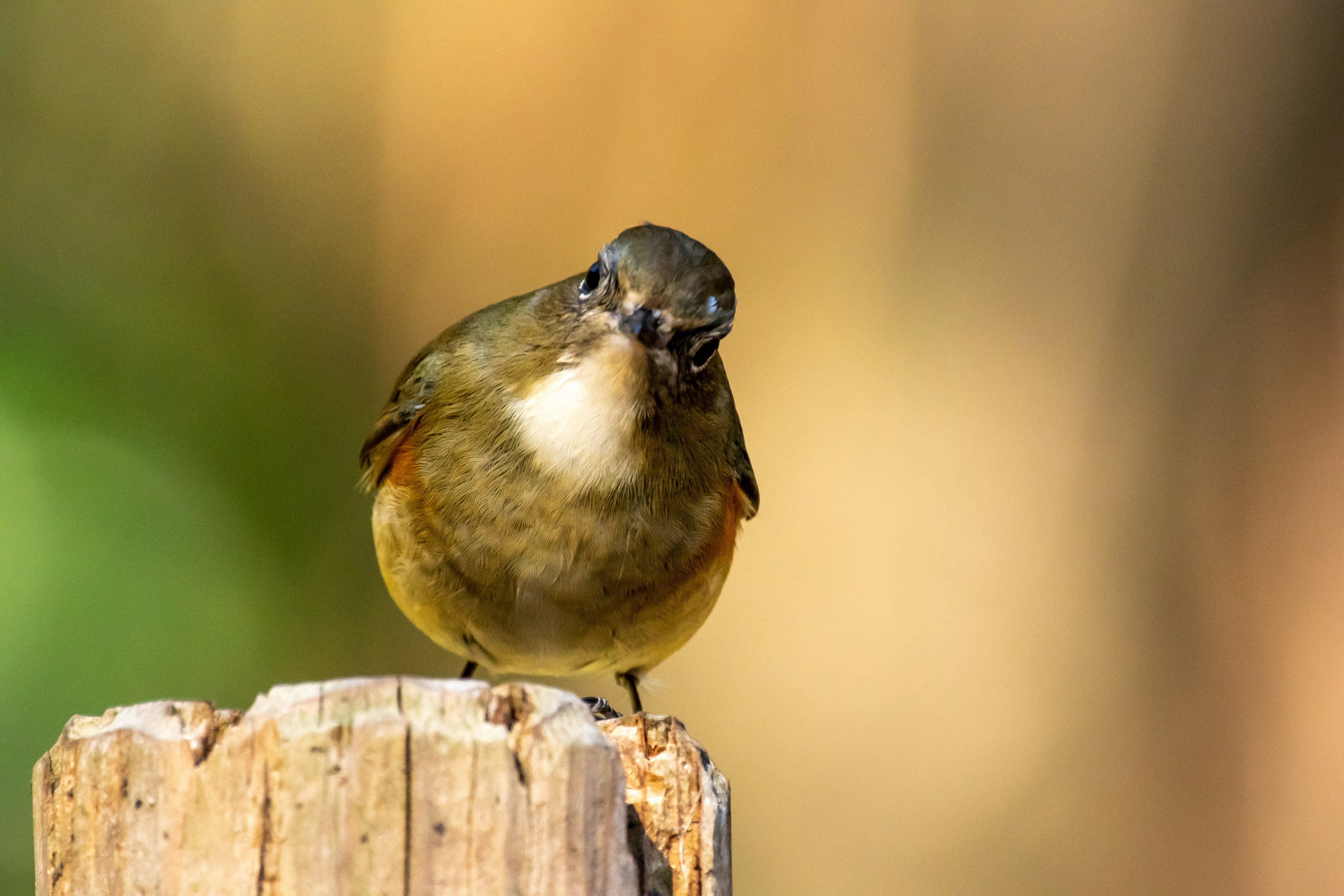 Un pequeño pájaro posado en un poste de madera con un fondo borroso verde y naranja