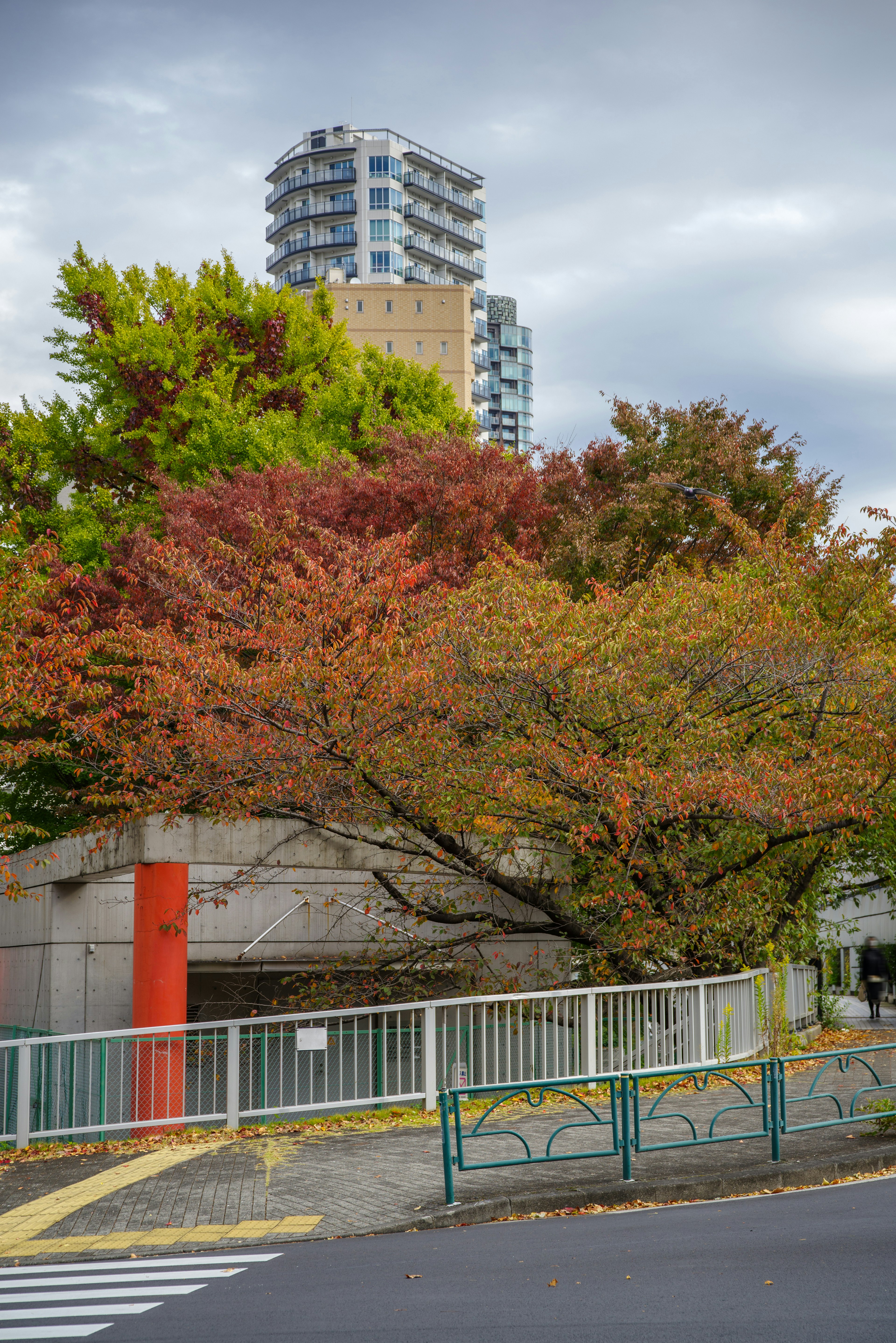 Urban scene with colorful autumn foliage and a modern high-rise building