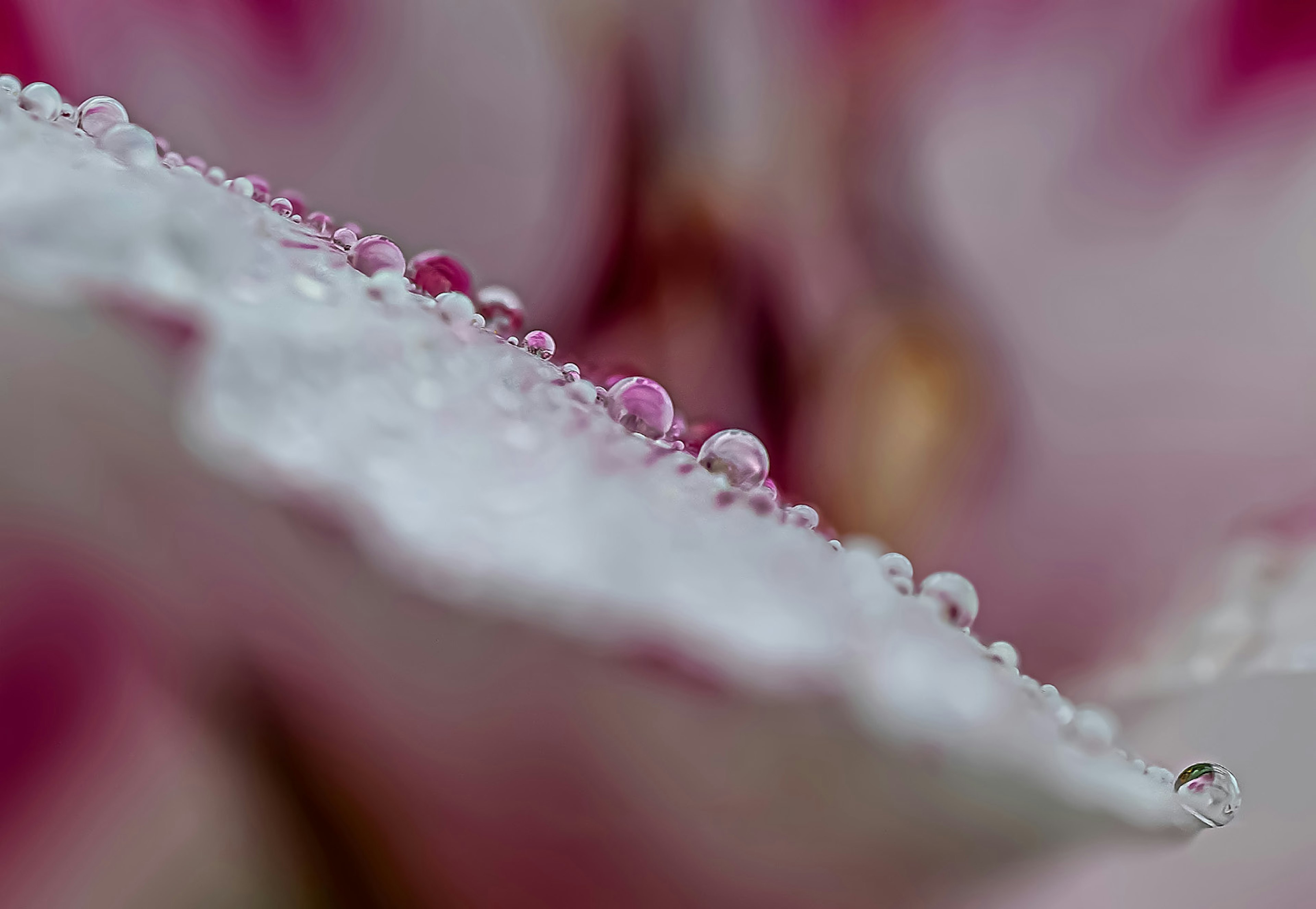 Primo piano di gocce di rugiada su un petalo di fiore